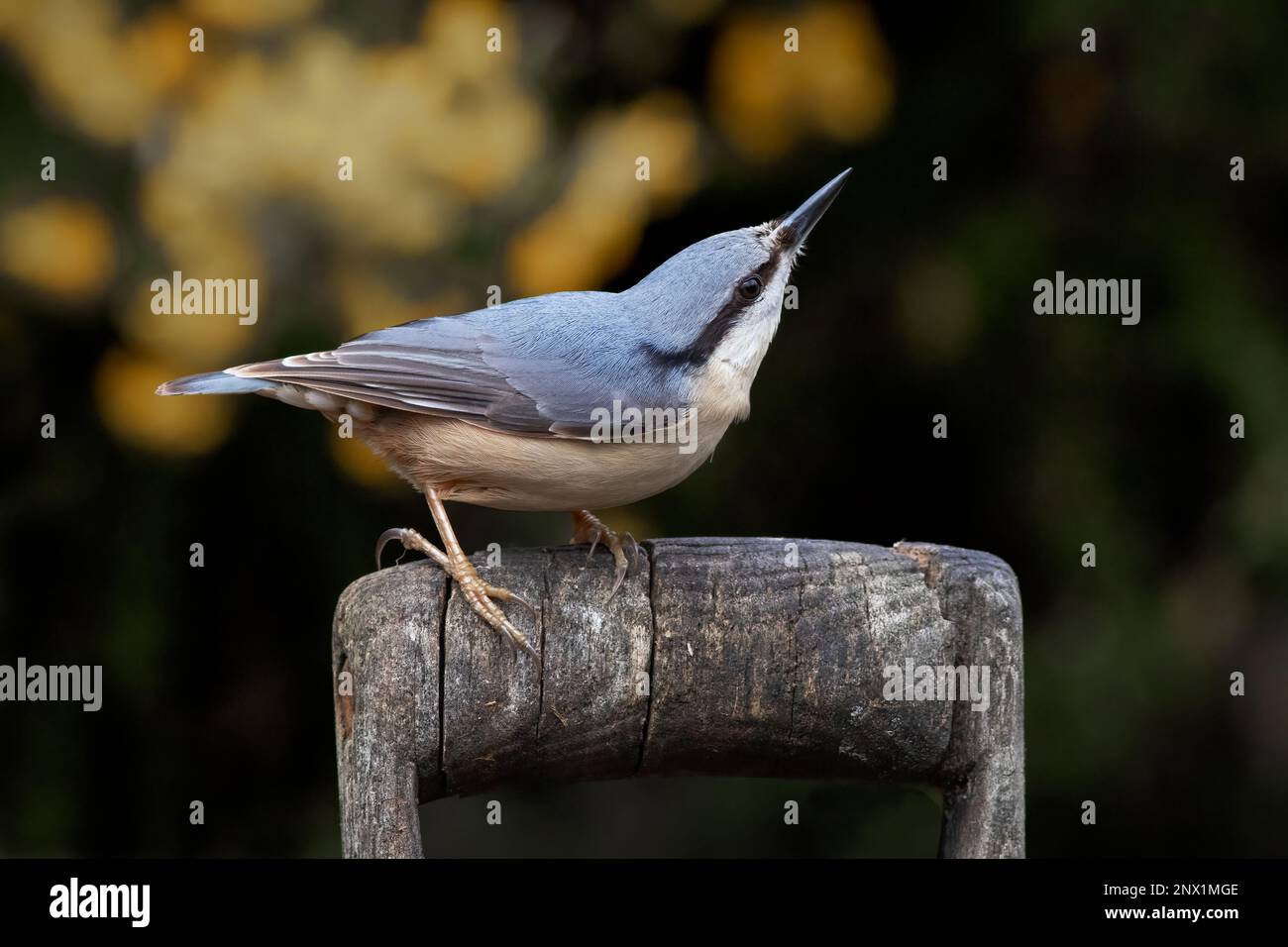 Un'immagine ravvicinata di un nuthatch, Sitta europaea, mentre cerca predatori. È appollaiato su una vecchia maniglia della forcella in legno Foto Stock