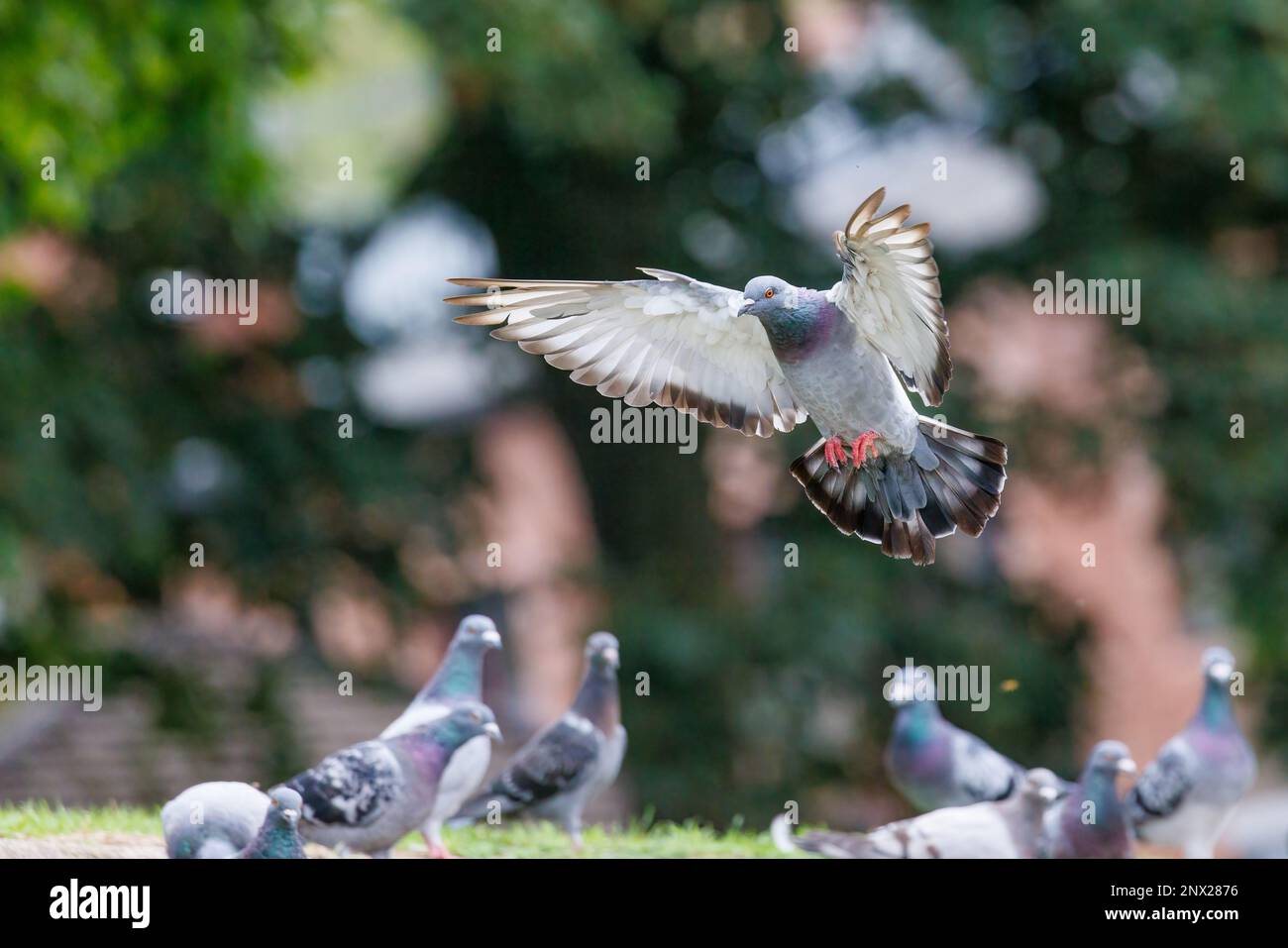 Pigeon ferico [ Columba livia domestica ] in volo in procinto di atterrare tra gli altri Foto Stock