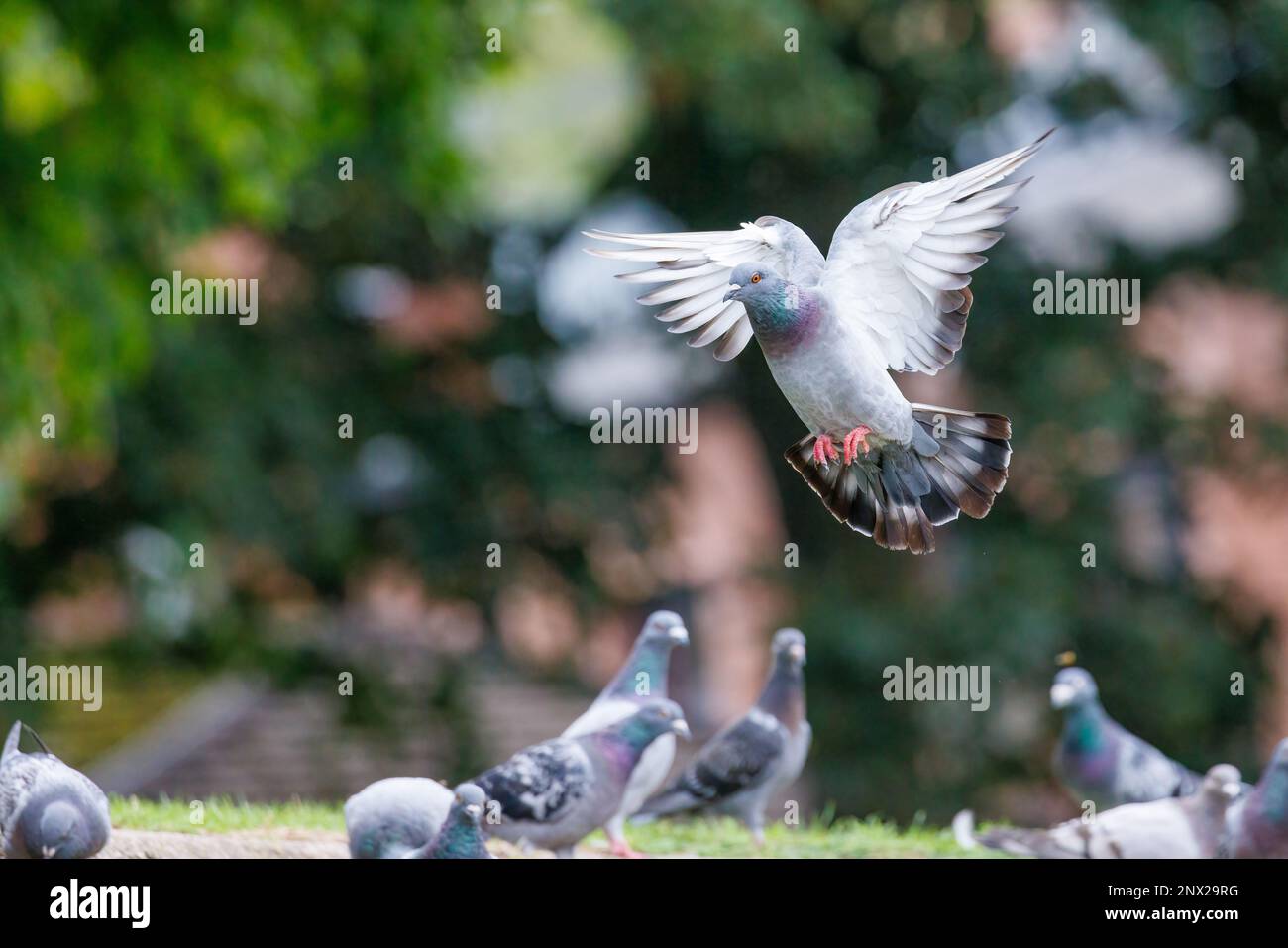 Pigeon ferico [ Columba livia domestica ] in volo in procinto di atterrare tra gli altri Foto Stock