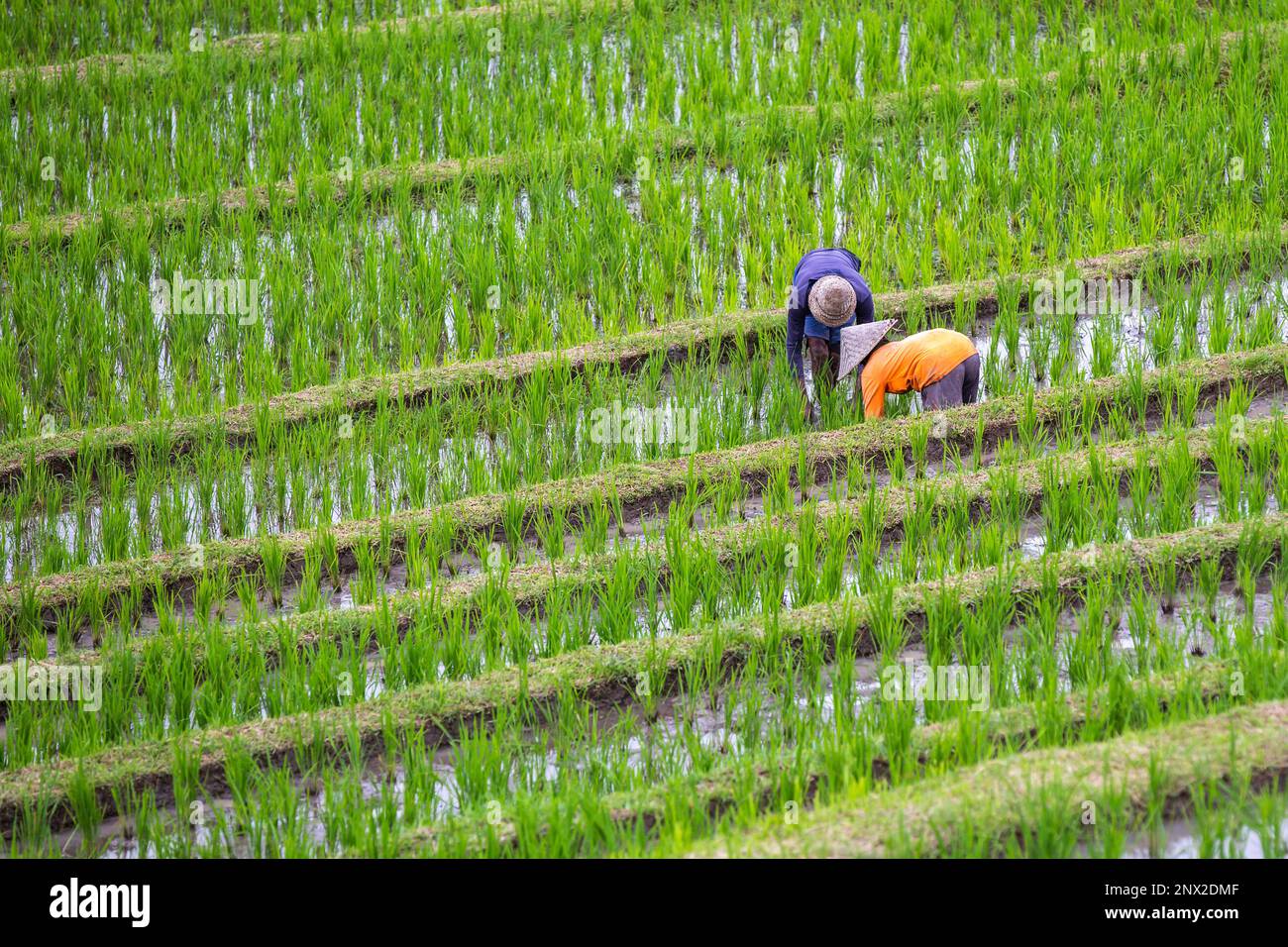 Due agricoltori non identificati nel campo del riso. Foto Stock