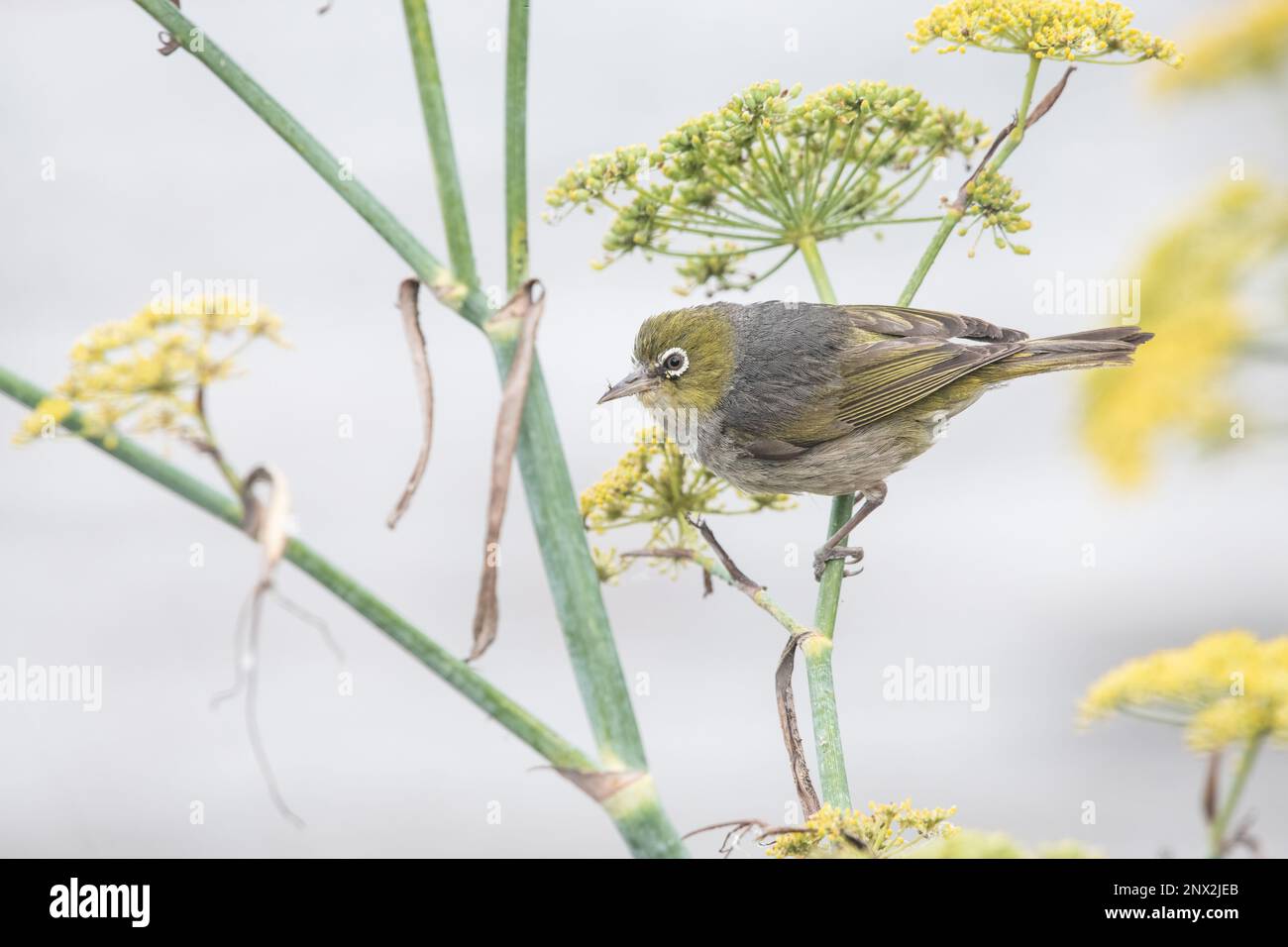 Silvereye (Zosterops lateralis) arroccato su fiori gialli in Aotearoa Nuova Zelanda, sull'Isola del Sud vicino a Oamaru. Foto Stock