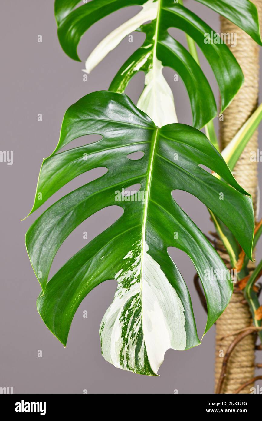 Foglia di piante tropicali 'monstera Deliciosa variegata' con macchie bianche Foto Stock
