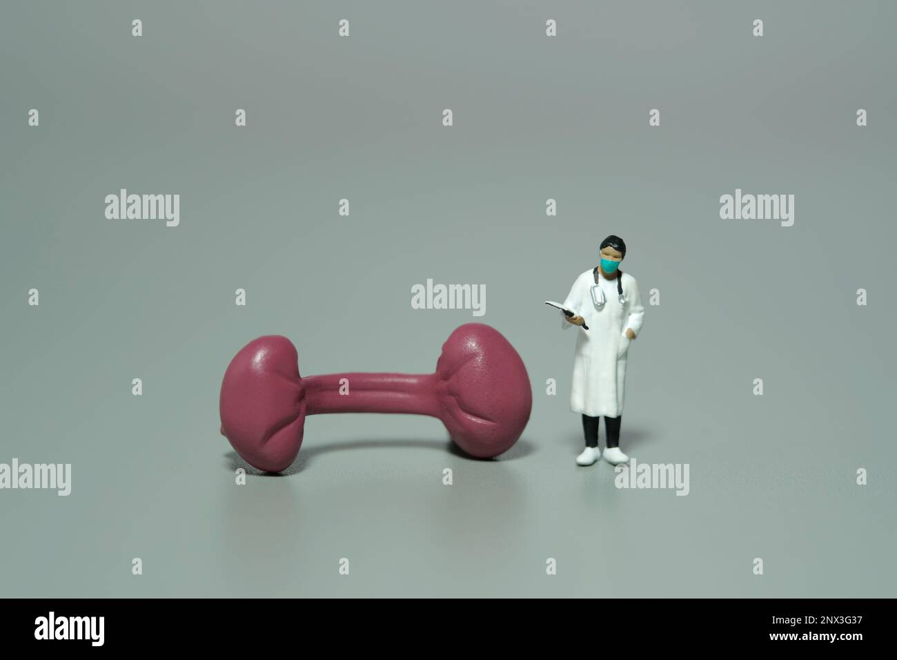 Fotografia di figura giocattolo delle persone in miniatura. Un medico di donne in piedi accanto all'organo renale. Sfondo grigio isolato. Foto dell'immagine Foto Stock