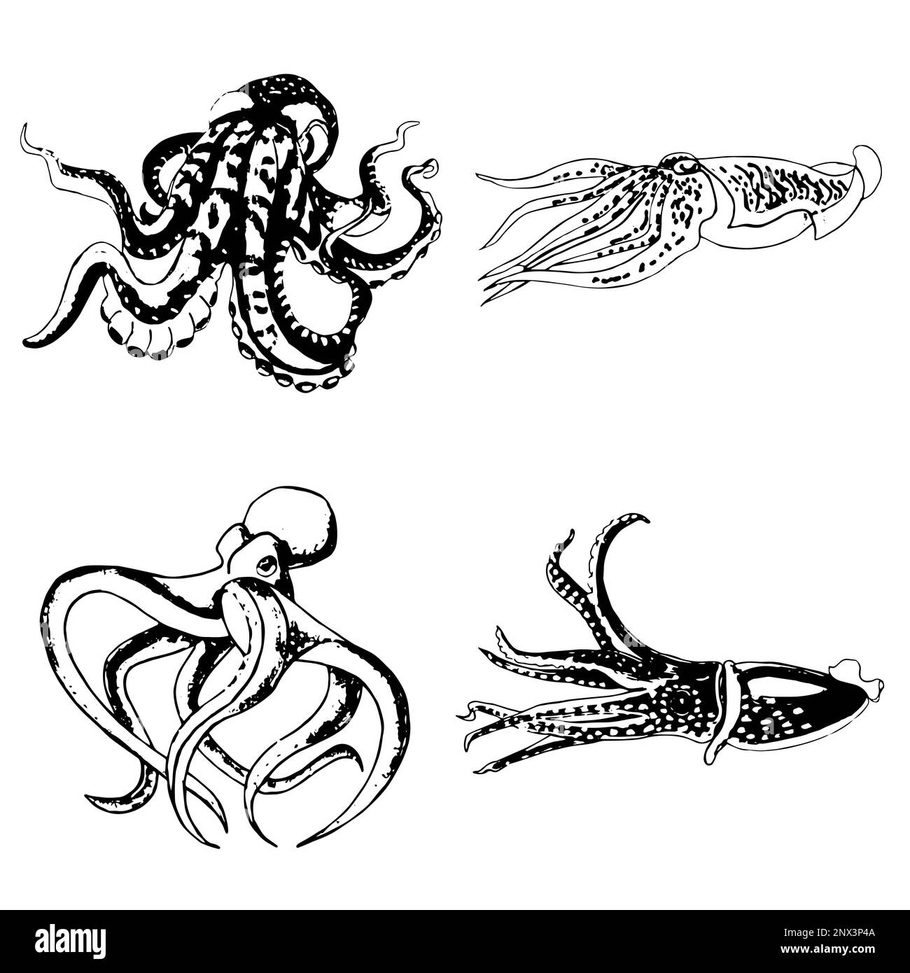 Set di polpi e calamari monocromatici. Immagine JPEG animali marini. Foto Stock