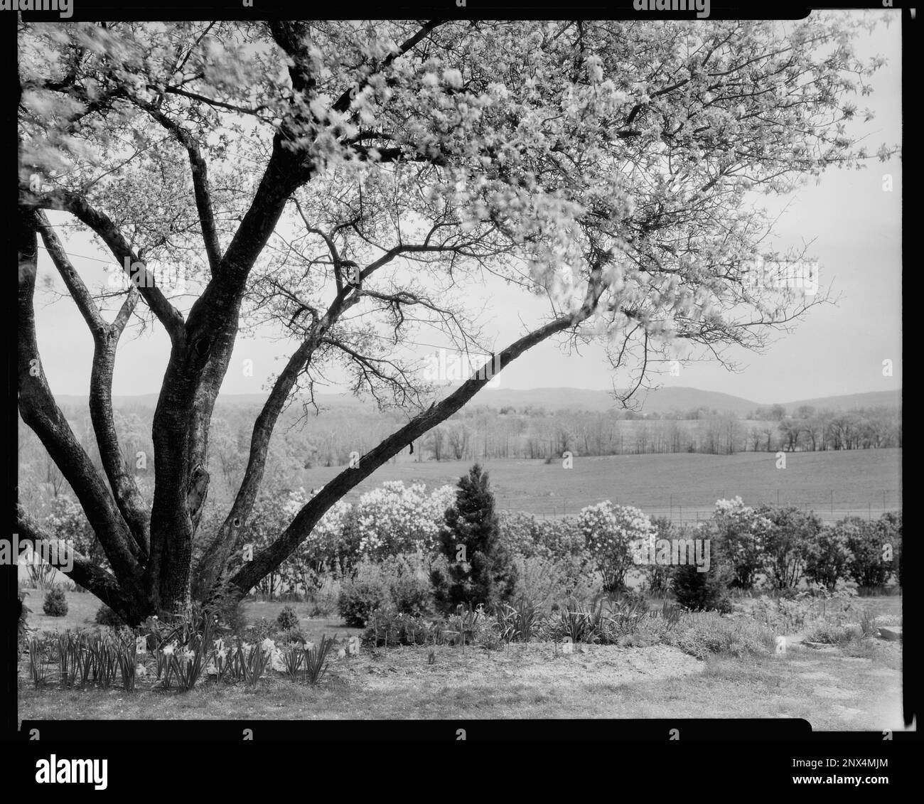 Scalesby, Boyce vic., Contea di Fauquier, Virginia. Carnegie Survey of the Architecture of the South. Stati Uniti Virginia Fauquier County Boyce vic, alberi, giardini. Foto Stock