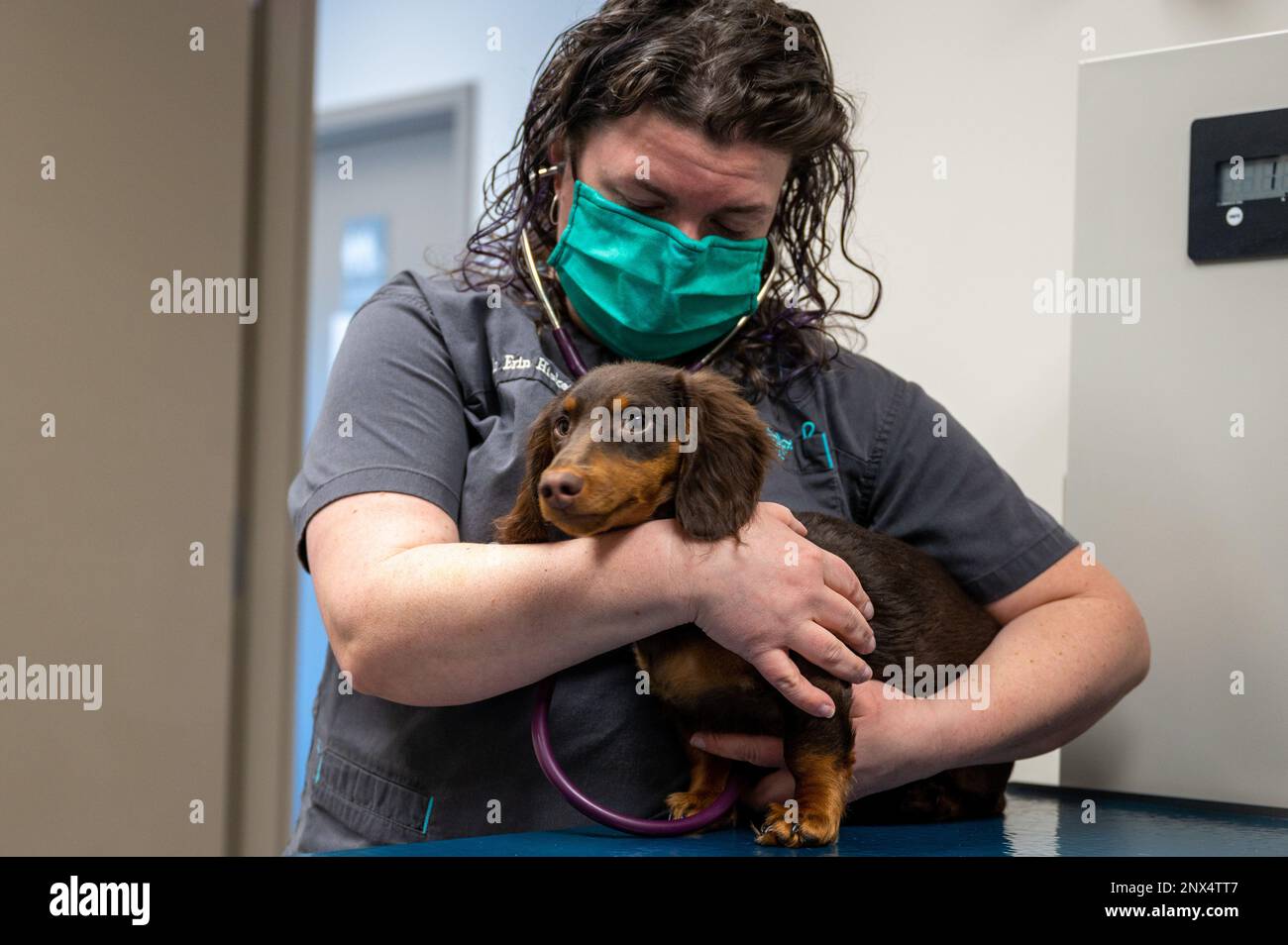 Dr. Erin Hiskett, McConnell Air Force base, Kansas, veterinario, controlla il battito cardiaco di Ernest 30 gennaio 2023, presso McConnell AFB. La clinica di veterinario offre vari servizi per i servembers, i pensionati e gli impiegati governativi. Foto Stock