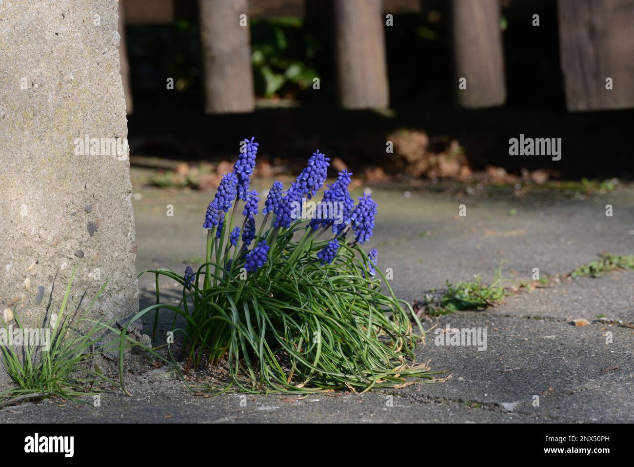 Traubenhyazinthen Perlenhyazinthen Hyazinthen Blumen Blau Foto Stock