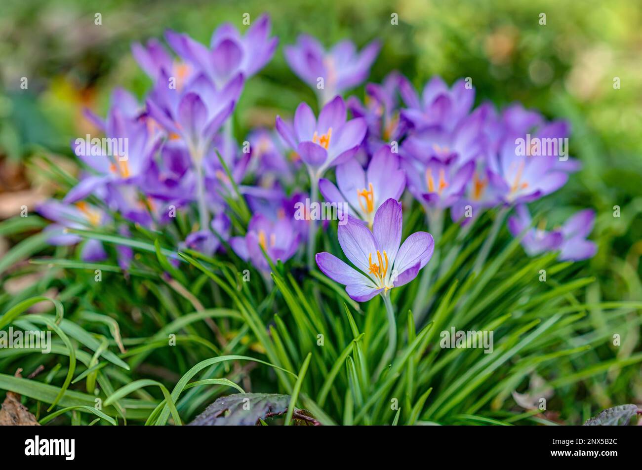 Un grumo molto colorato di croci viola, quello anteriore reso netto mentre i fiori di sfondo sono sfocati per evidenziare la stella dello spettacolo. Foto Stock