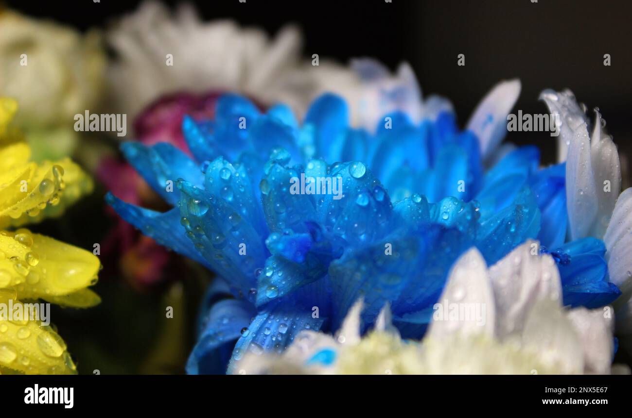 Gocce d'acqua su Un Chrysanthemum blu con fiori di fuoco morbido su sfondo primo piano foto d'archivio Foto Stock