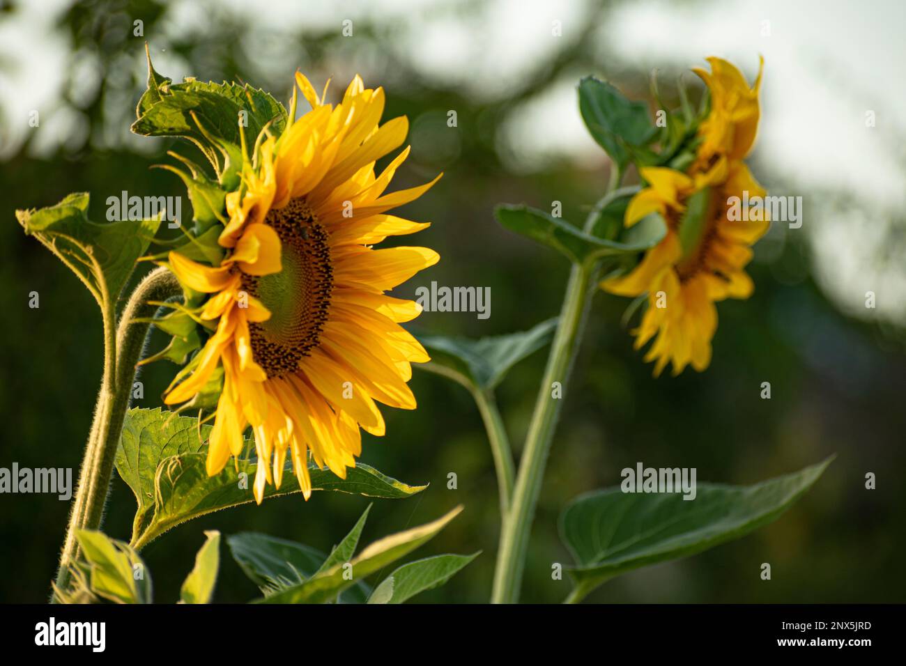 Due girasoli in fiore nel bagliore del sole di agosto Foto Stock