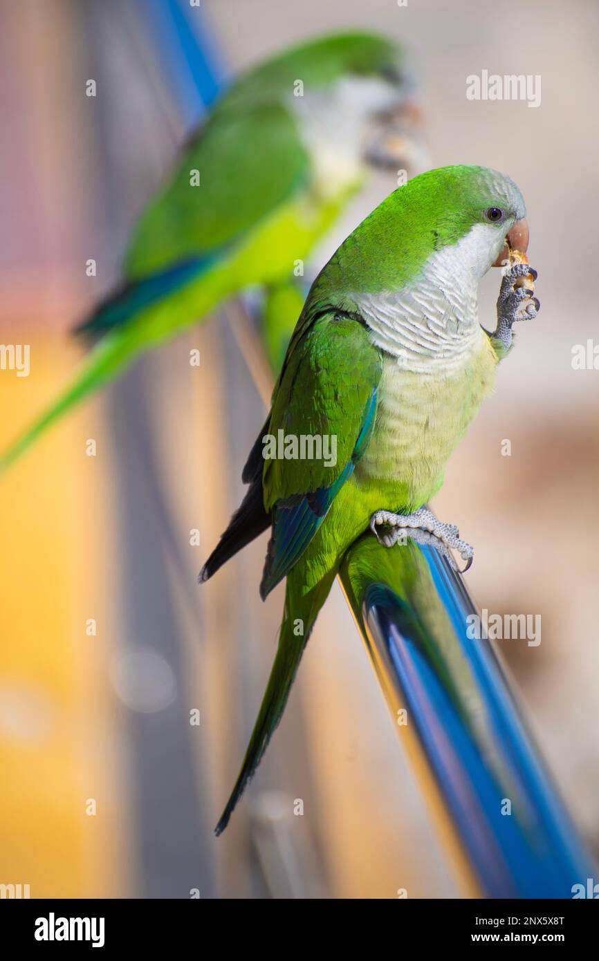 01/03/2023 Mistico Parakeets conosciuto anche come Quaker Parrots in Caleta de Velez Marina, Torre del Mar, Spagna Foto Stock