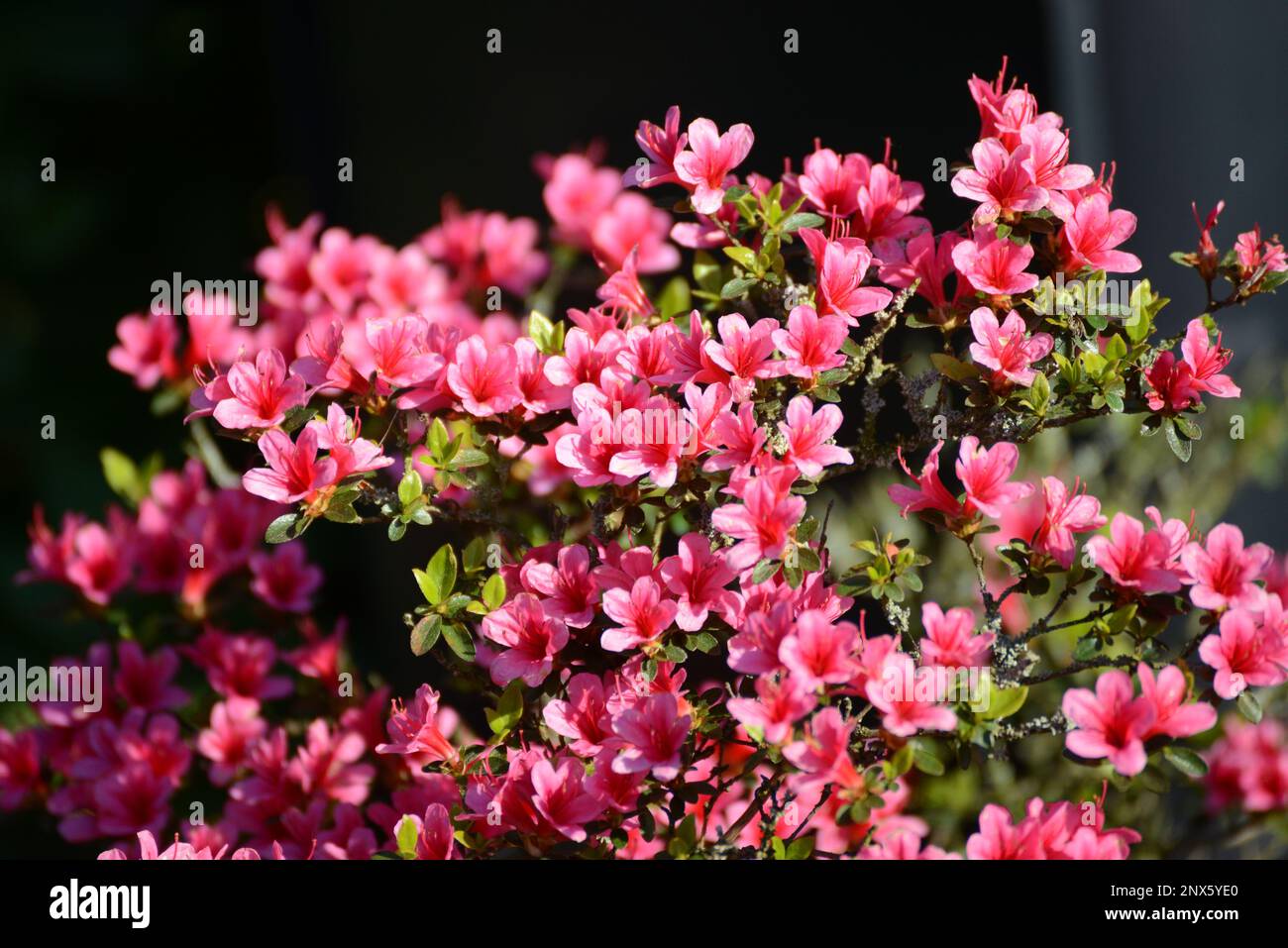 Japanische Azalee Silvester Rhododendron obtusum Zwerg Alpenrose blüht Rosa Foto Stock