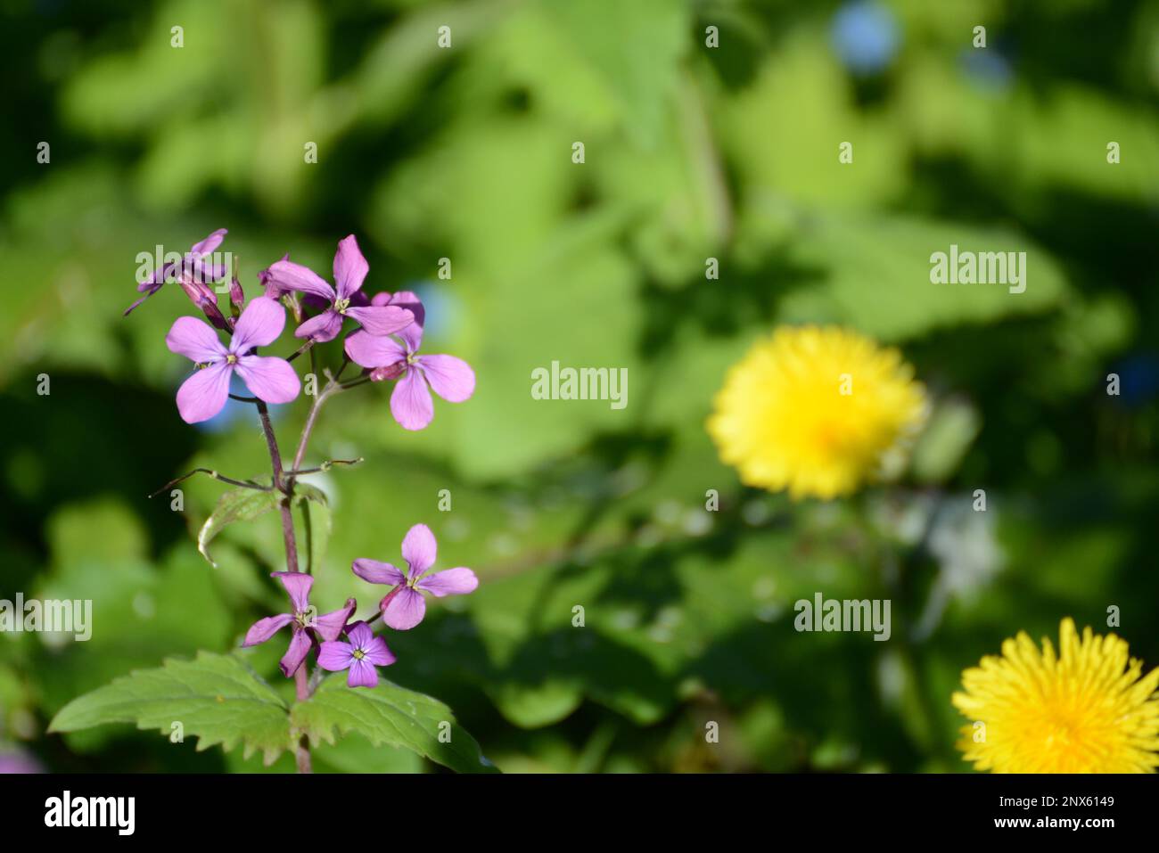 Gewöhnliche Nachtviole Hesperis matronalis blüht Violet Foto Stock