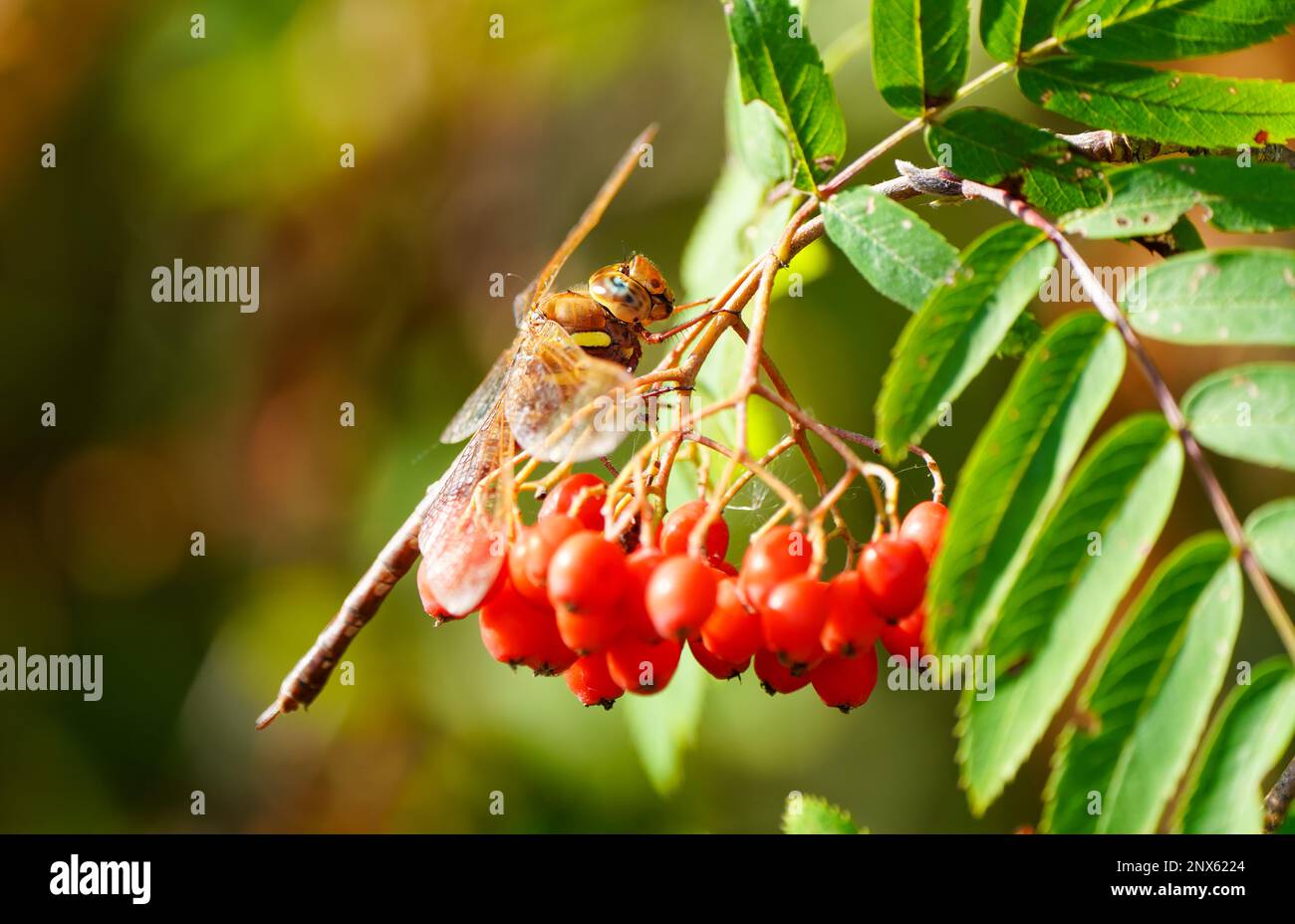Il falco marrone siede sulle bacche rosse della cenere di montagna. Primo piano di insetto in ambiente naturale. Aeshna grandis. Libellula. Foto Stock