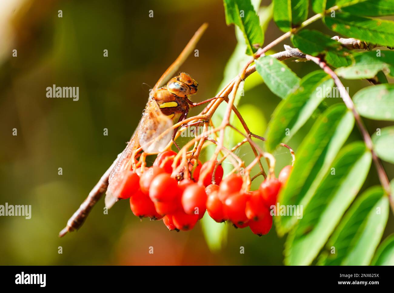 Il falco marrone siede sulle bacche rosse della cenere di montagna. Primo piano di insetto in ambiente naturale. Aeshna grandis. Libellula. Foto Stock