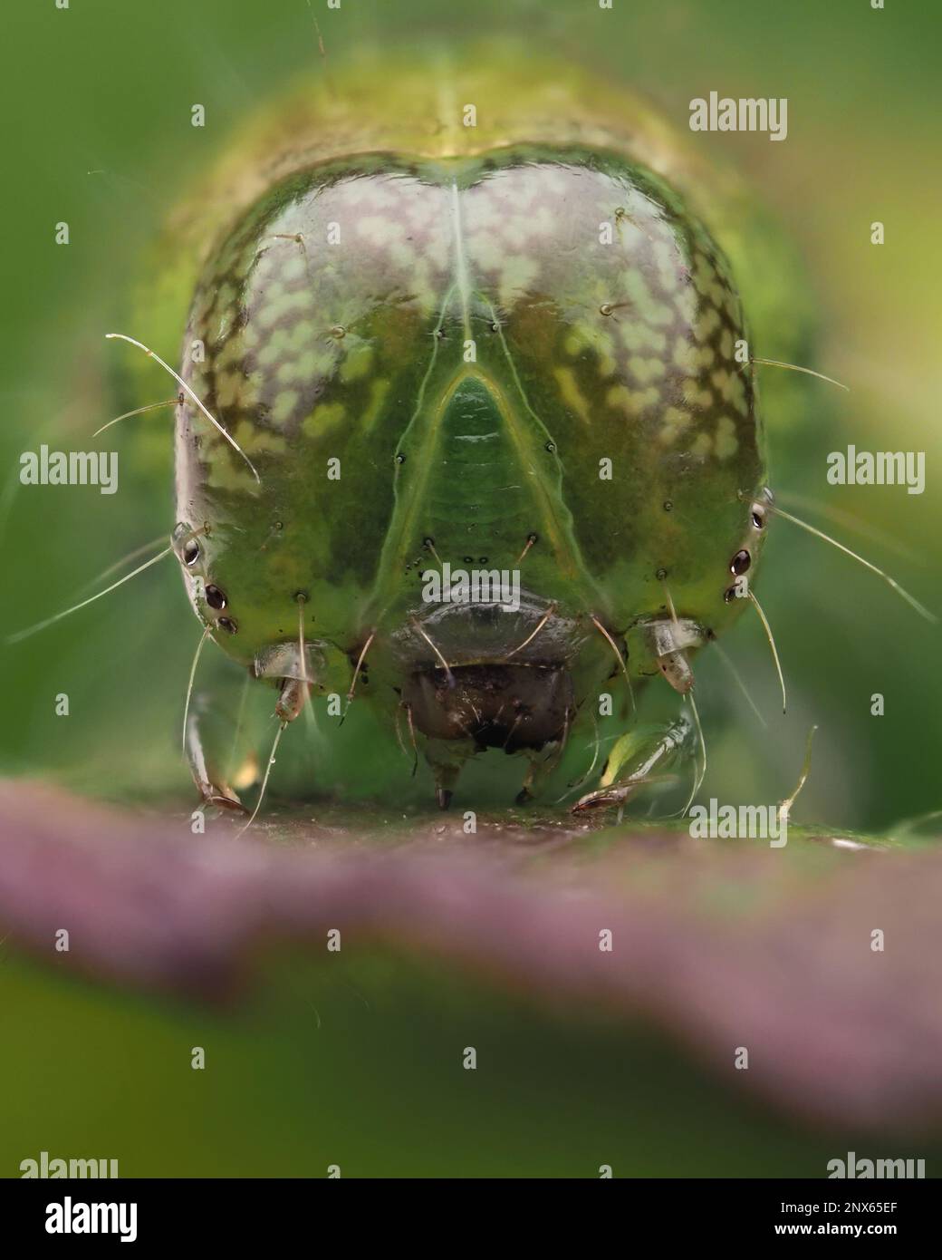 Headshot di Angle Shades Moth caterpillar (Phlogophora meticolosa). Tipperary, Irlanda Foto Stock