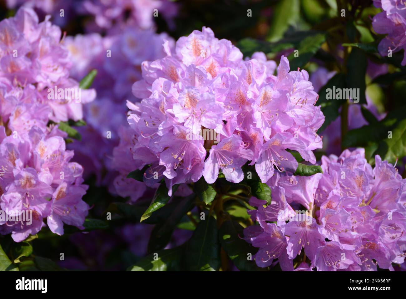 Rhododendron Strauch Blüten sonnenbeschienen blühen Violet Foto Stock
