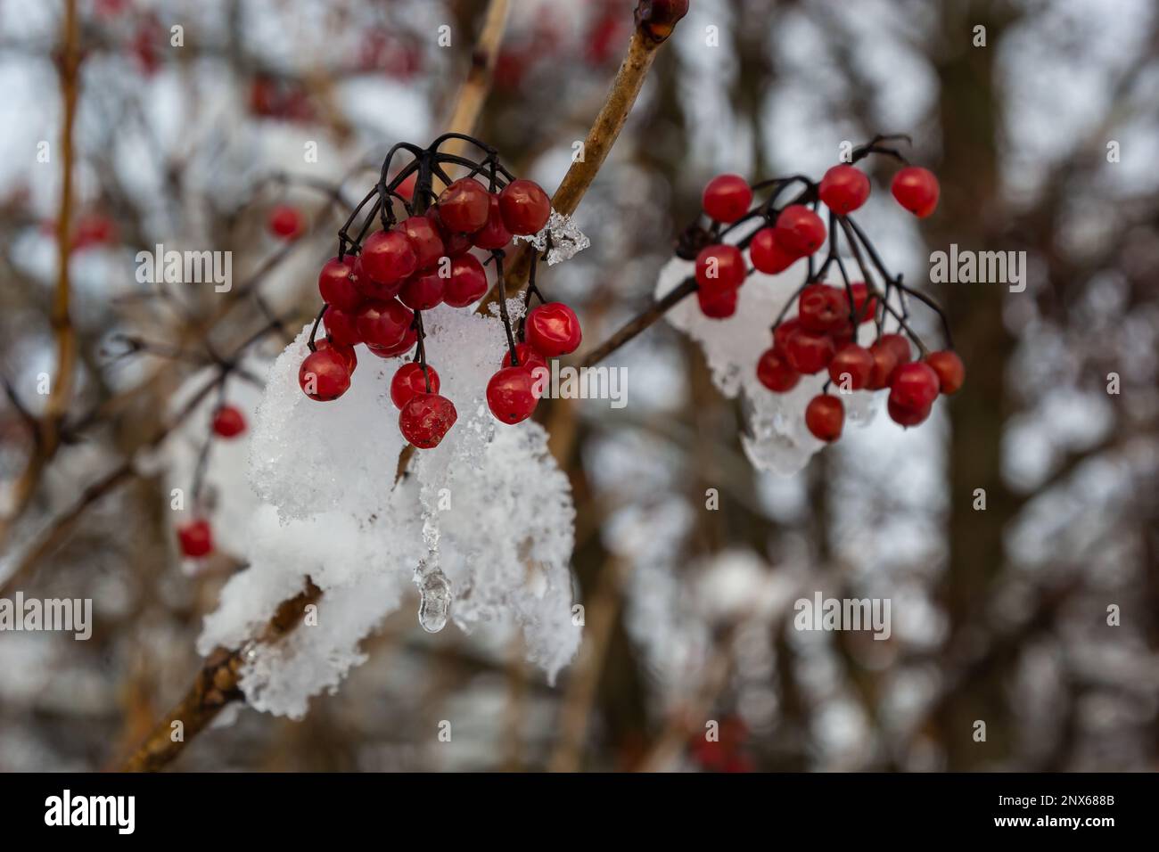 Bacche di viburnum rosso innevate su utile per il corpo in una gelida giornata invernale. Foto Stock