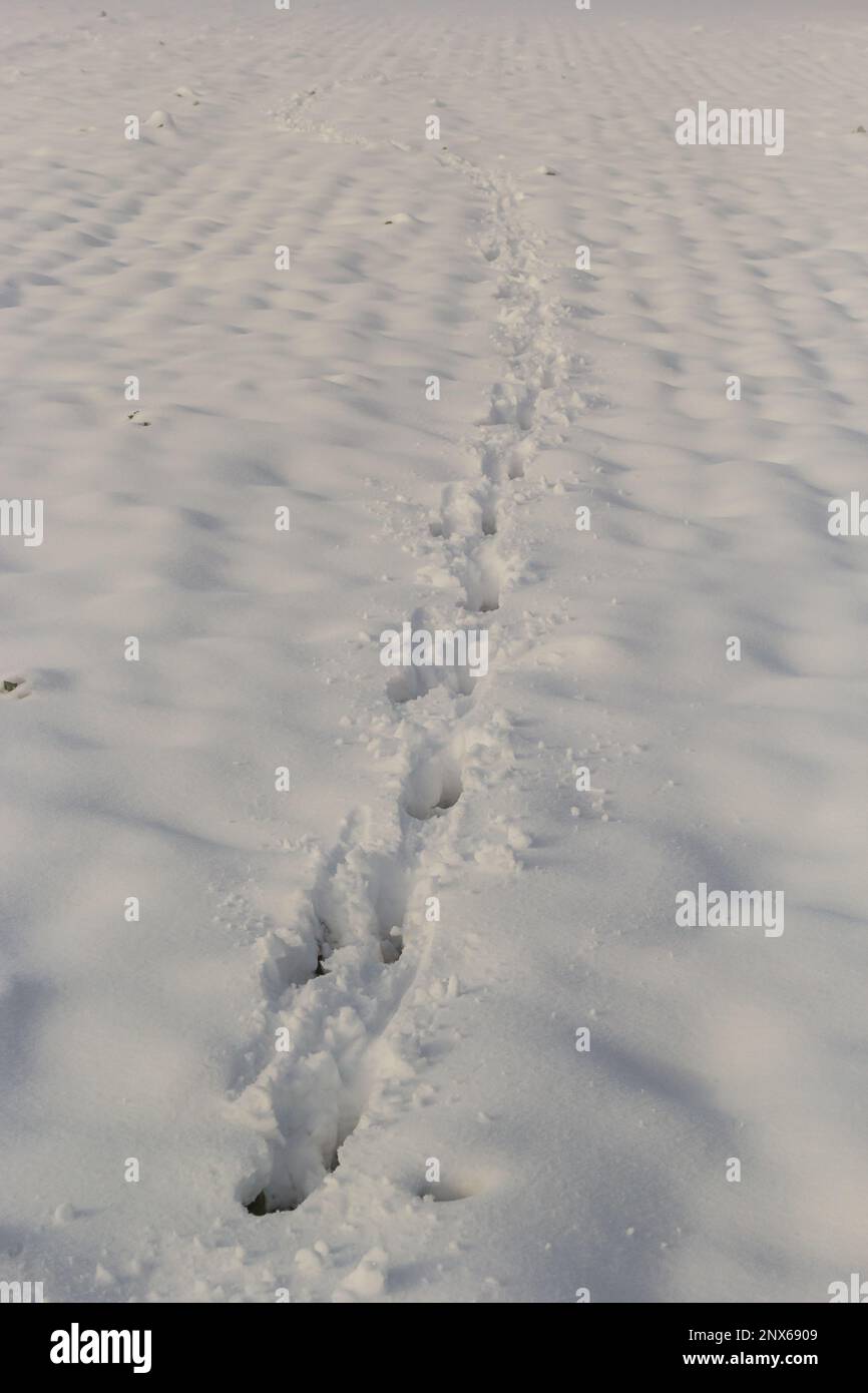 tracce di animali nella neve, lepre piste in inverno nella neve. Foto Stock