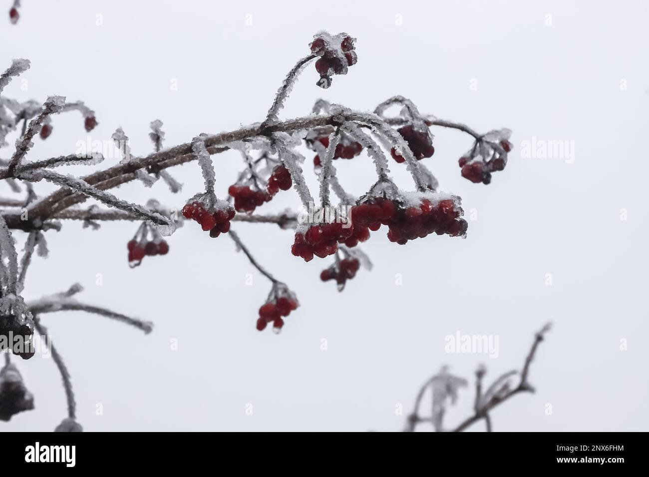 Bacche rosse gelide d'inverno, ciclicini appesi coperti di ghiaccio da una tempesta di ghiaccio. Un ramo dopo la pioggia gelida. Foto Stock