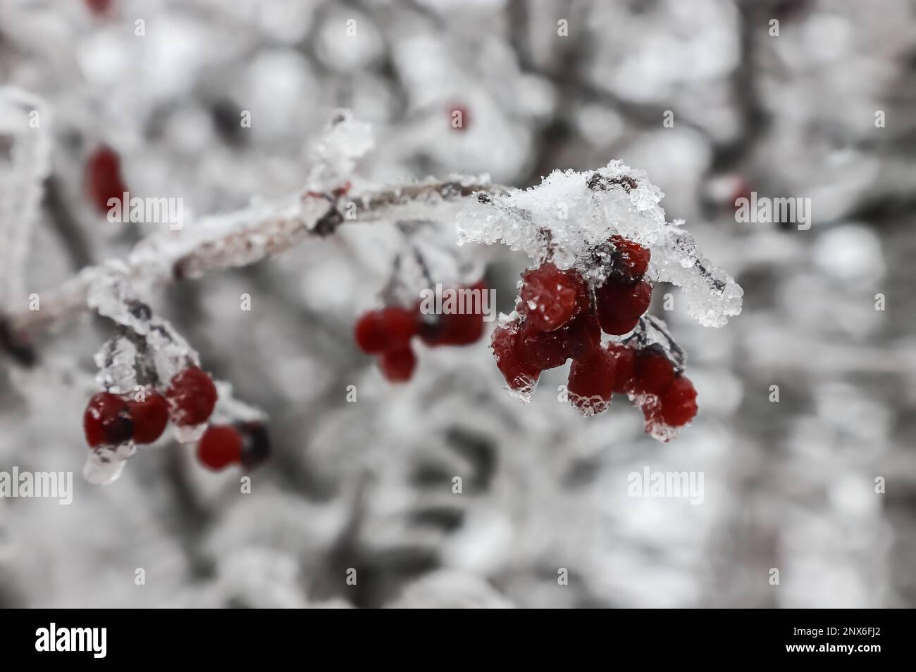 Bacche rosse gelide d'inverno, ciclicini appesi coperti di ghiaccio da una tempesta di ghiaccio. Un ramo dopo la pioggia gelida. Foto Stock