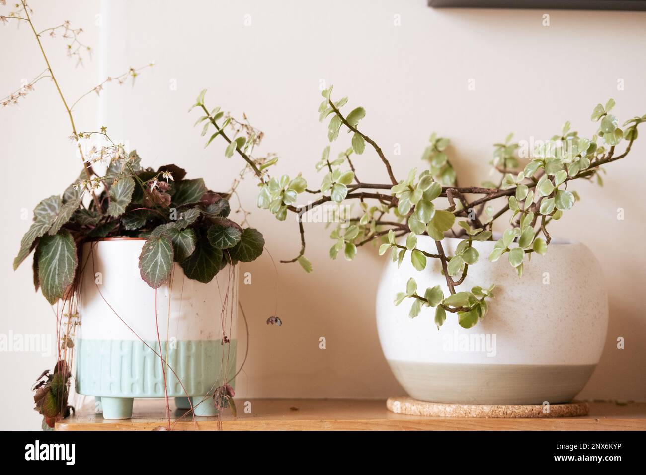 Due vasi di pianta della casa con le foglie verdi belle che riposano su una mensola di legno in una stanza di una casa all'interno Foto Stock