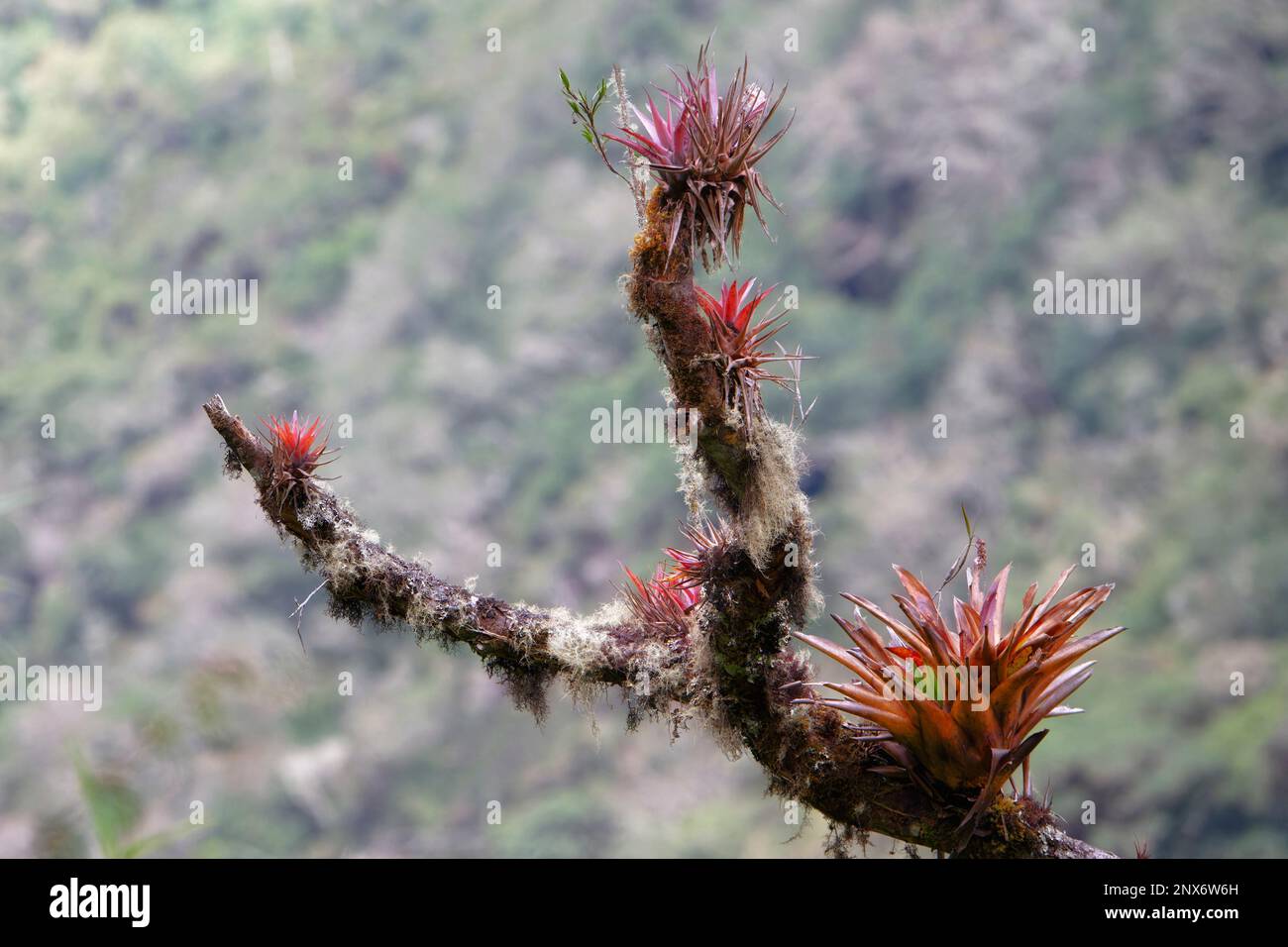 Bromelias che cresce su tronco di albero, tropicale Cloud Forest, Manu National Park, Perù Foto Stock