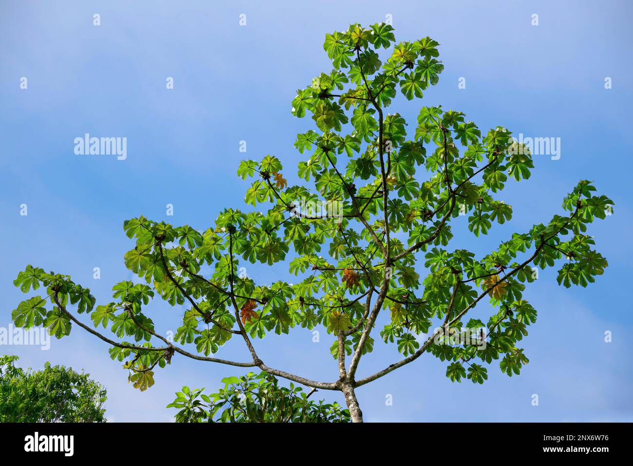 Albero di Embauba (Cecropia obtuifolia), pianta tipica della foresta tropicale di Cloud, Parco Nazionale di Manu, Perù Foto Stock