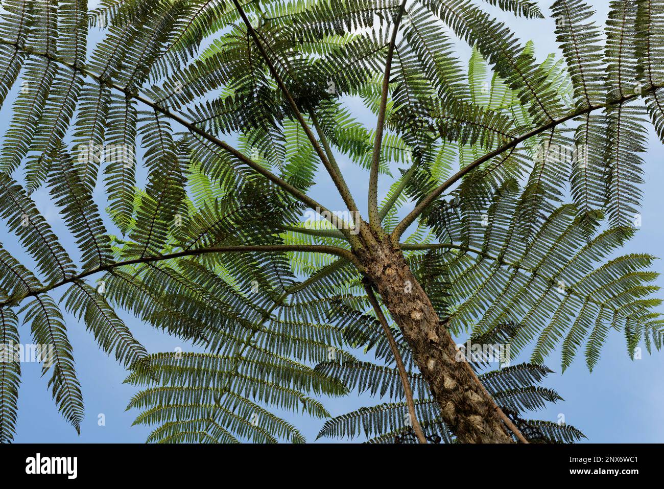 Felci di albero, foresta tropicale di nube, Parco Nazionale di Manu, Perù Foto Stock