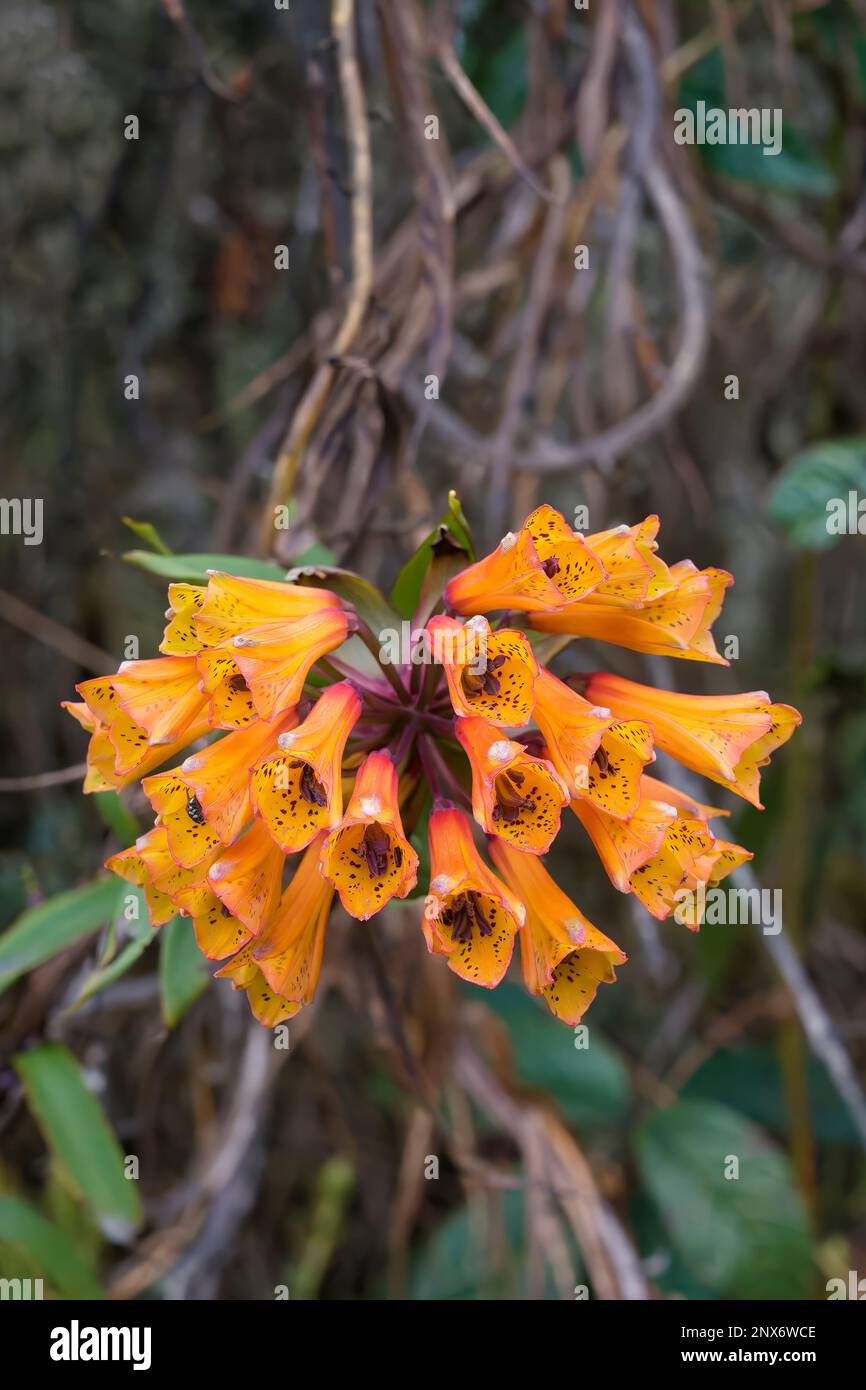 Fioritura Bomarea sanguinera fiore, tropicale Cloud Forest, Manu National Park, Perù Foto Stock