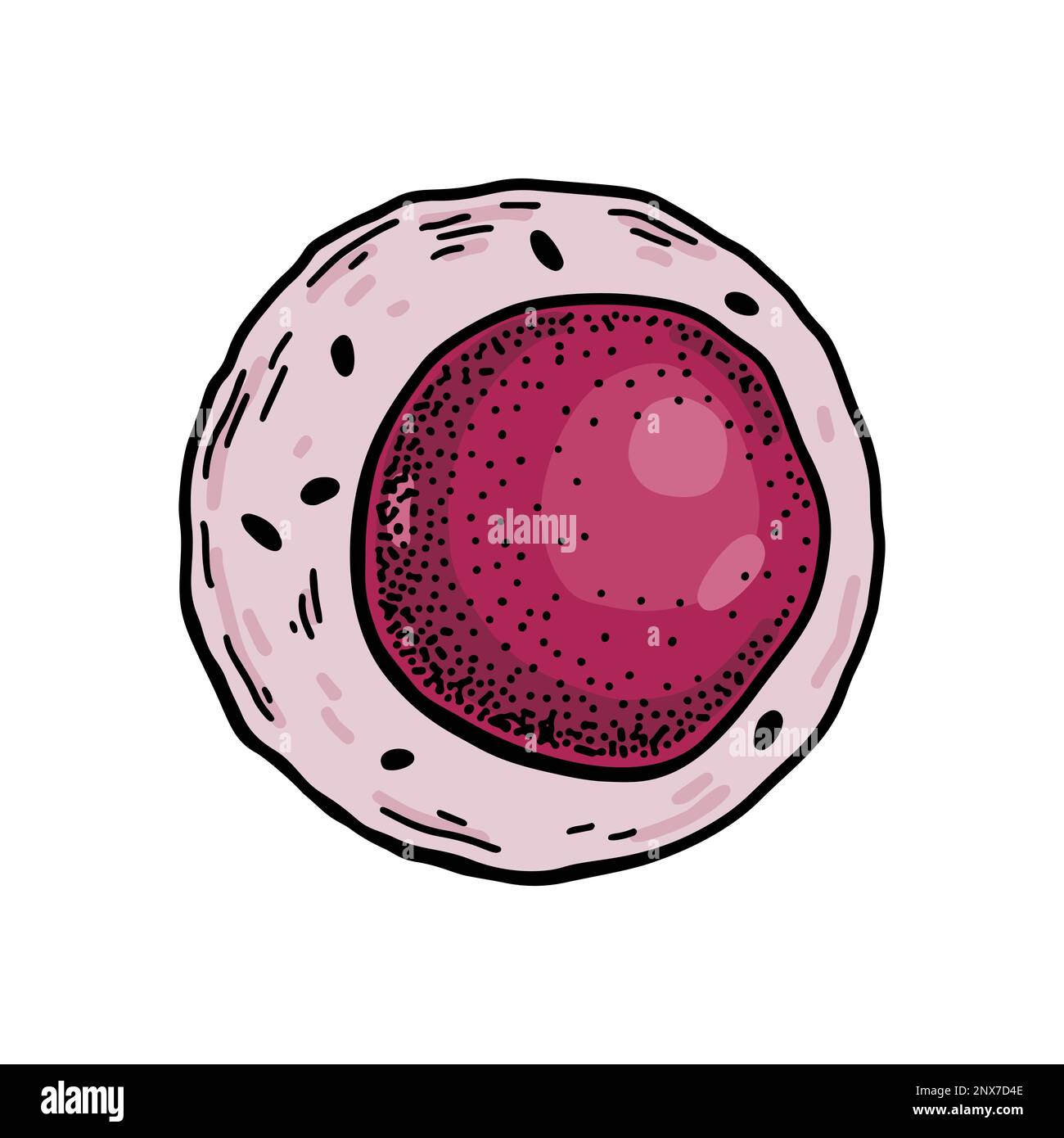 Cellule staminali del sangue mieloide isolate su sfondo bianco. Illustrazione vettoriale per microbiologia scientifica disegnata a mano in stile schizzo Illustrazione Vettoriale