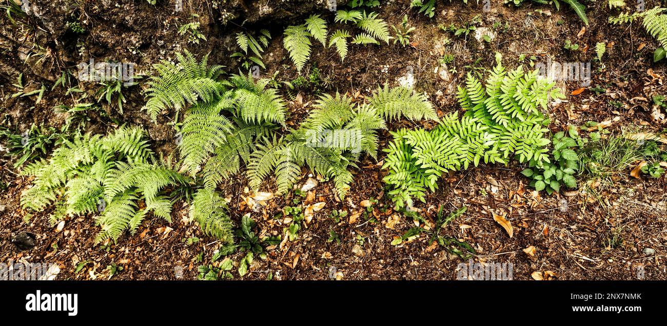 Vegetazione densa Vista delle foglie di Fern alla foresta sfondo testurizzato Foto Stock