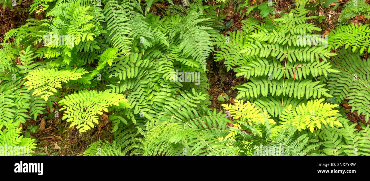 Vegetazione densa Vista delle foglie di Fern alla foresta sfondo testurizzato Foto Stock