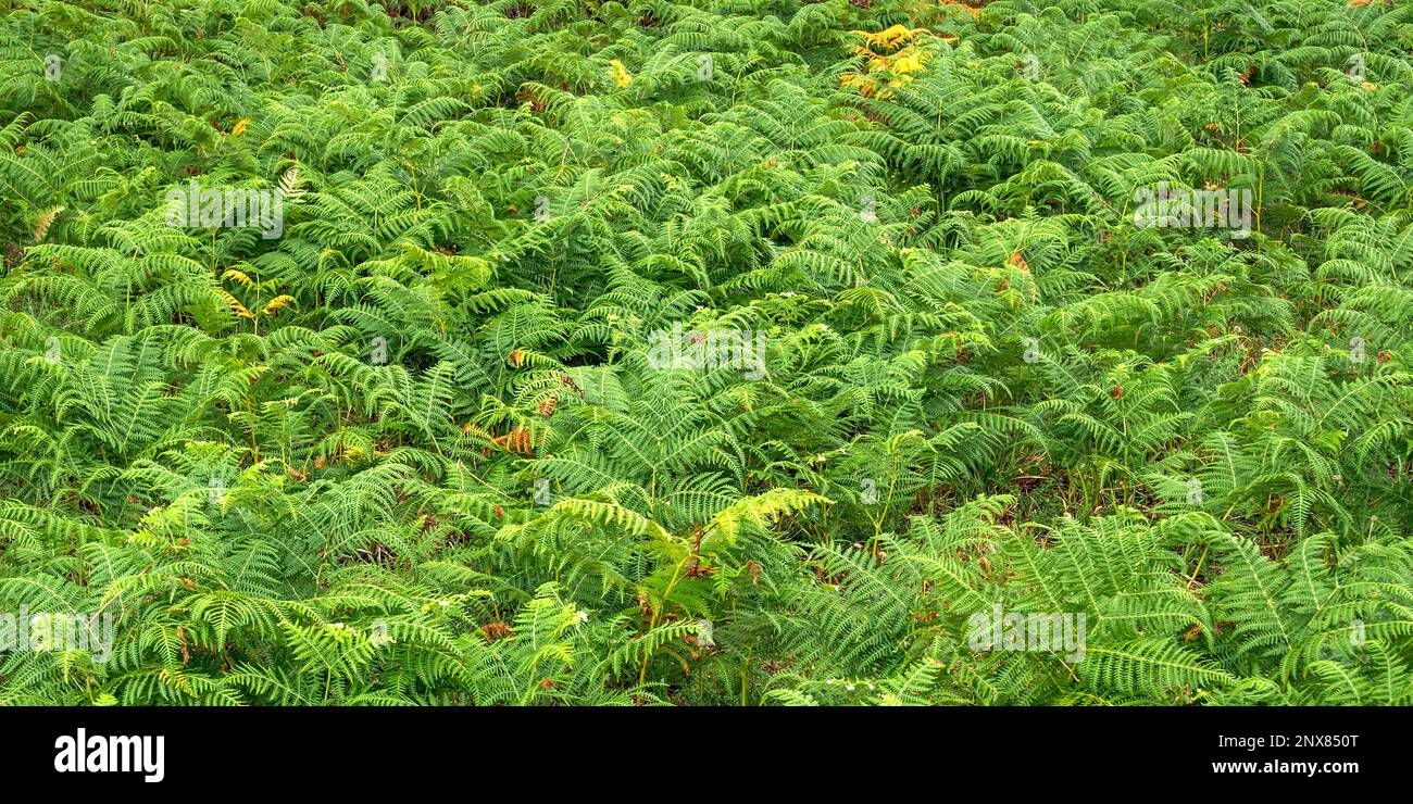 Vegetazione densa Vista delle foglie di Fern alla foresta sfondo testurizzato Foto Stock