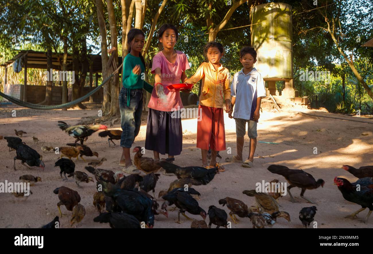 Quattro ragazze in un villaggio nella provincia rurale di Siem Reap in Cambogia nutrono il riso ai polli in un cortile ombreggiato fuori casa. Foto Stock