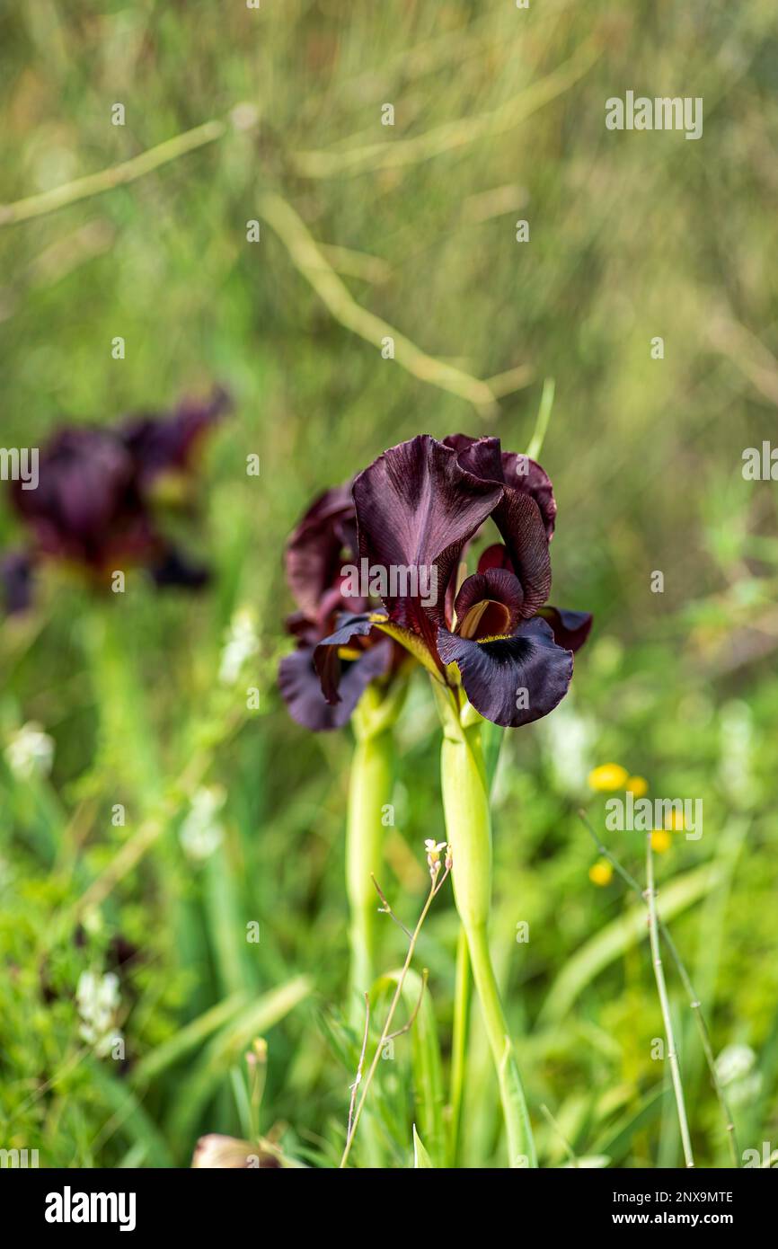 Argaman Iris selvaggio o atropurpurea Iris o Iris costiero fiorire nel campo primaverile. I fiori possono essere nelle tonalità di scintille da rosso-marrone, borgogna, pur scuro Foto Stock