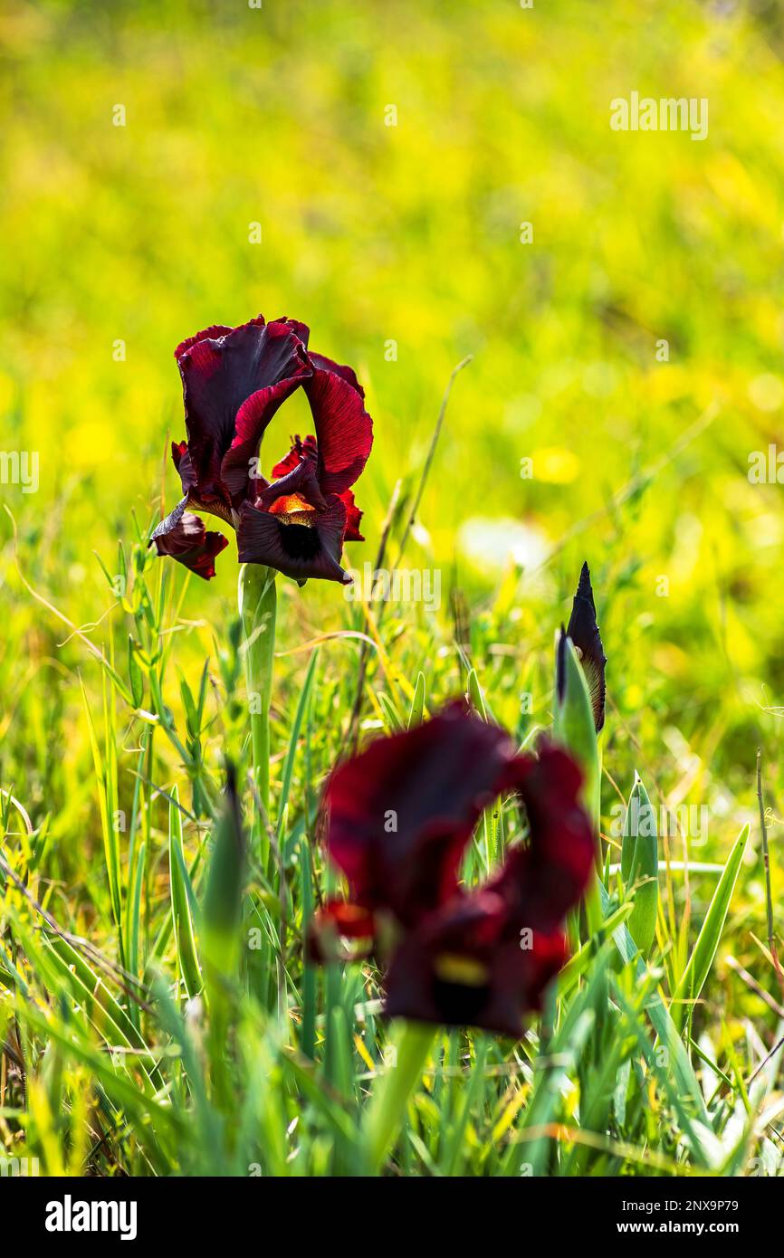 Argaman Iris selvaggio o atropurpurea Iris o Iris costiero fiorire nel campo primaverile. I fiori possono essere nelle tonalità di scintille da rosso-marrone, borgogna, pur scuro Foto Stock