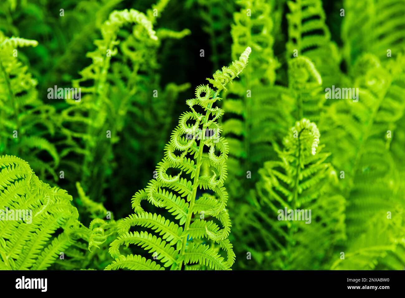 Cinnamon fern (Osmundastrum cinnamomeum) teste di fiddle a Ludington, Michigan, USA Foto Stock