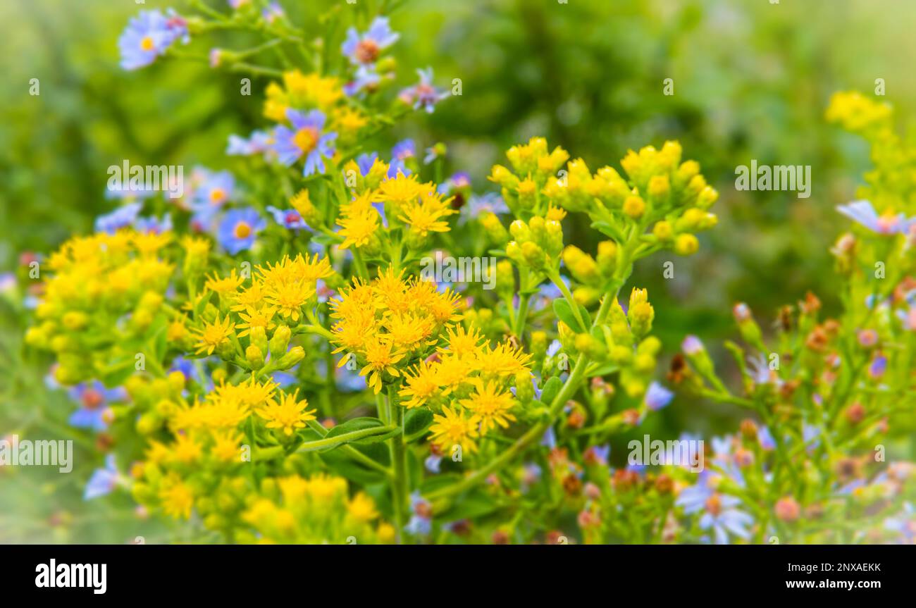 Giardino nativo di fiori selvatici del cortile -- goldenrod showy (Solidago speciosa) e astro azzurro del cielo (Aster azureus) a Ludington, Michigan, Stati Uniti Foto Stock