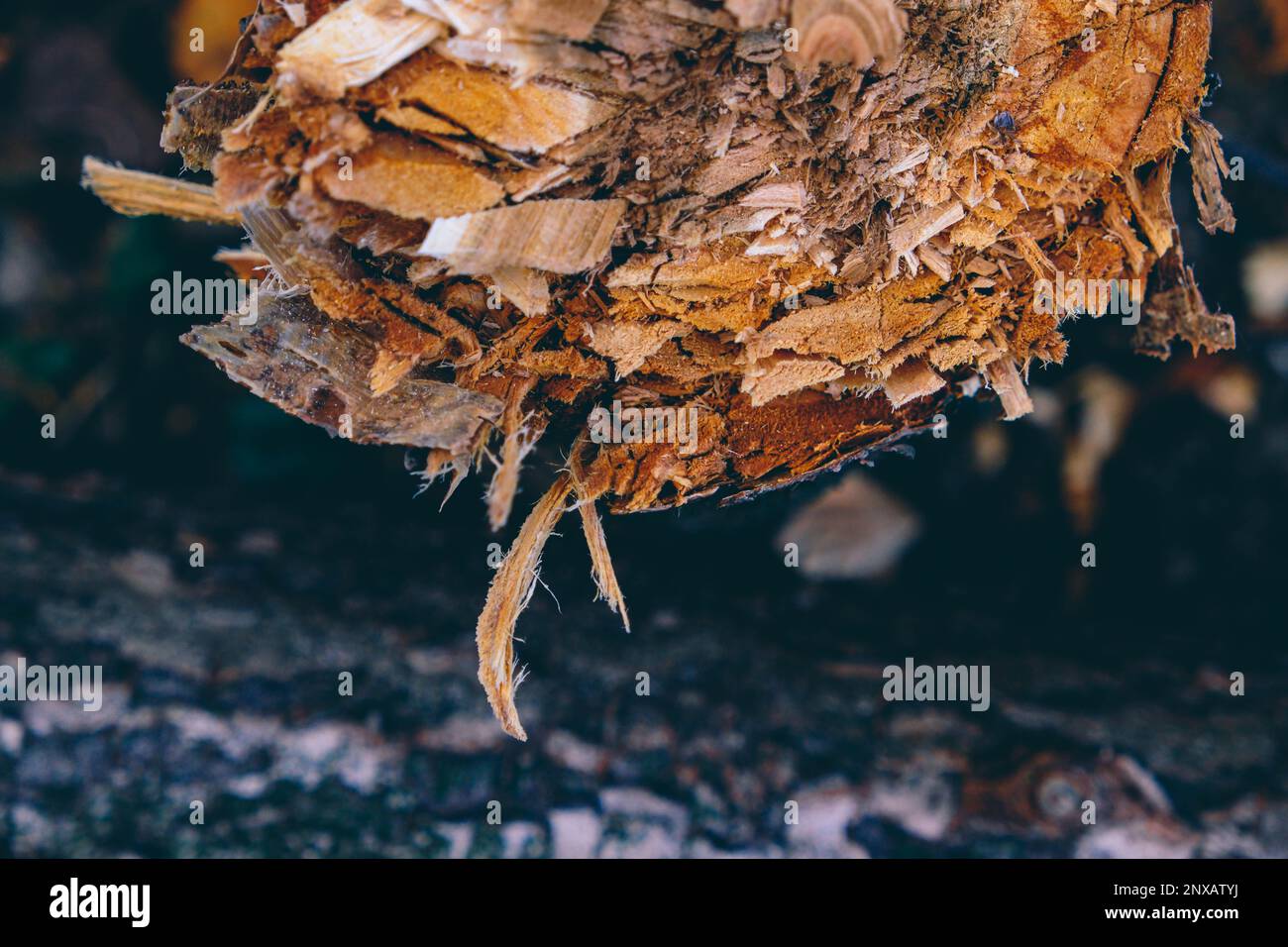 Primo piano di un albero appena sminuzzato, che taglia l'albero da frutto nella foresta Foto Stock