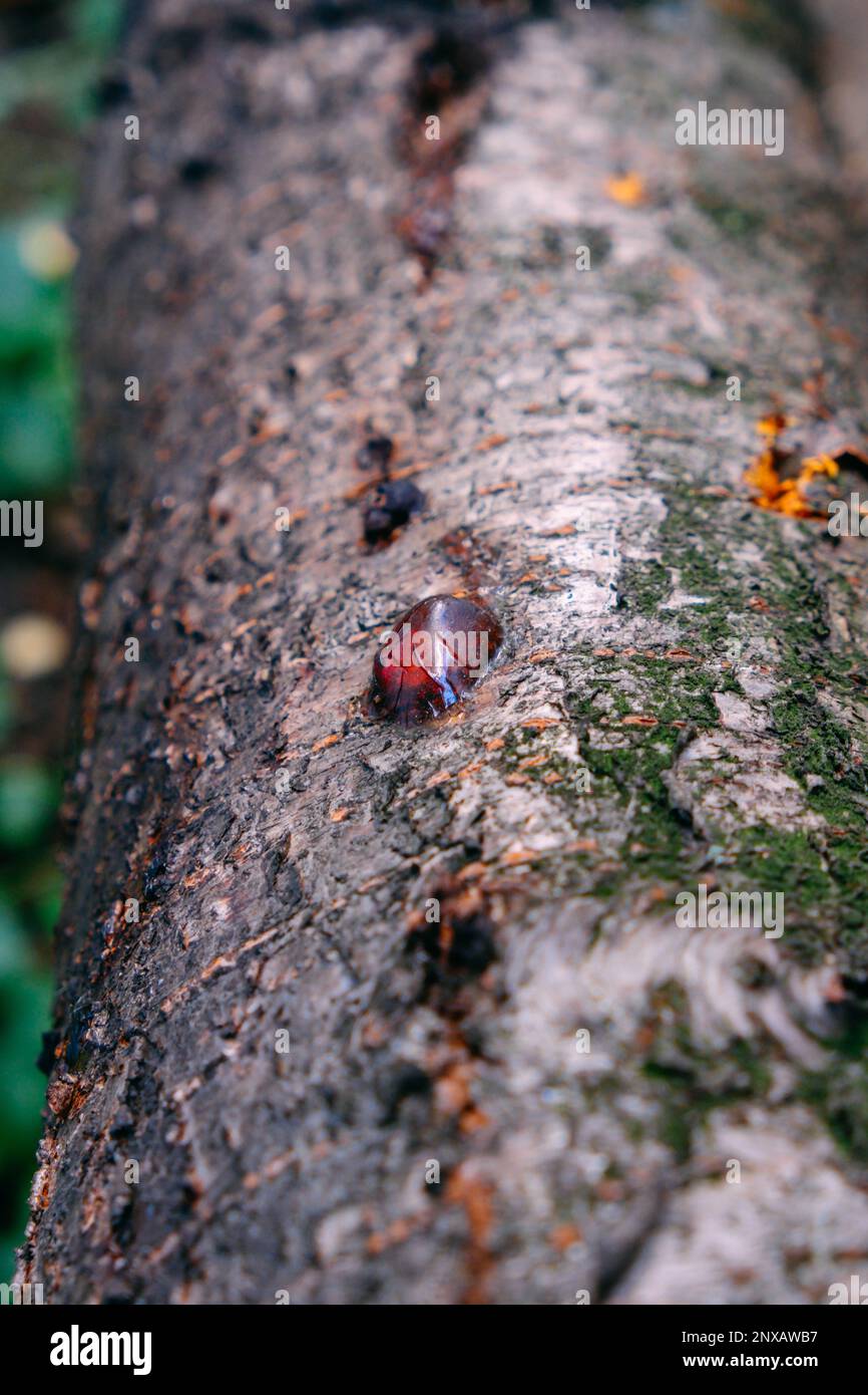 Giallo ambra goccia di resina, primo piano gengiva su un albero da frutto, fenomeno naturale sfondo Foto Stock