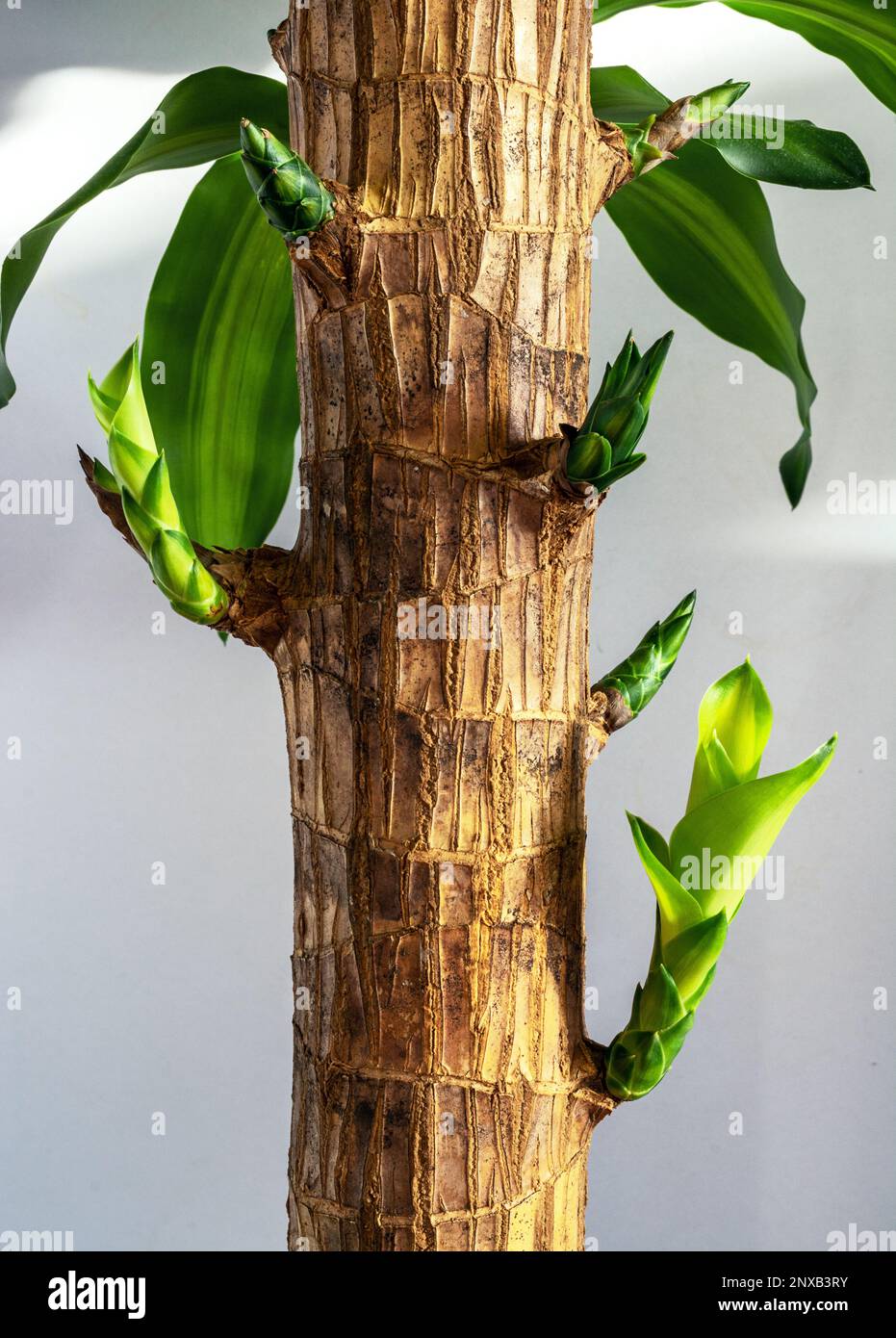 Primo piano dello stelo del fusto del cannello di massa Foto Stock