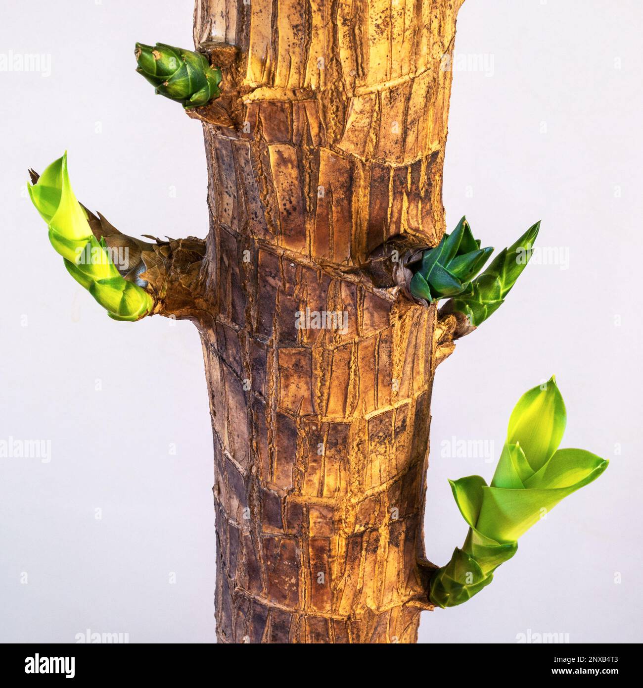 Nuovi germogli di gambo di canna di massa Foto Stock