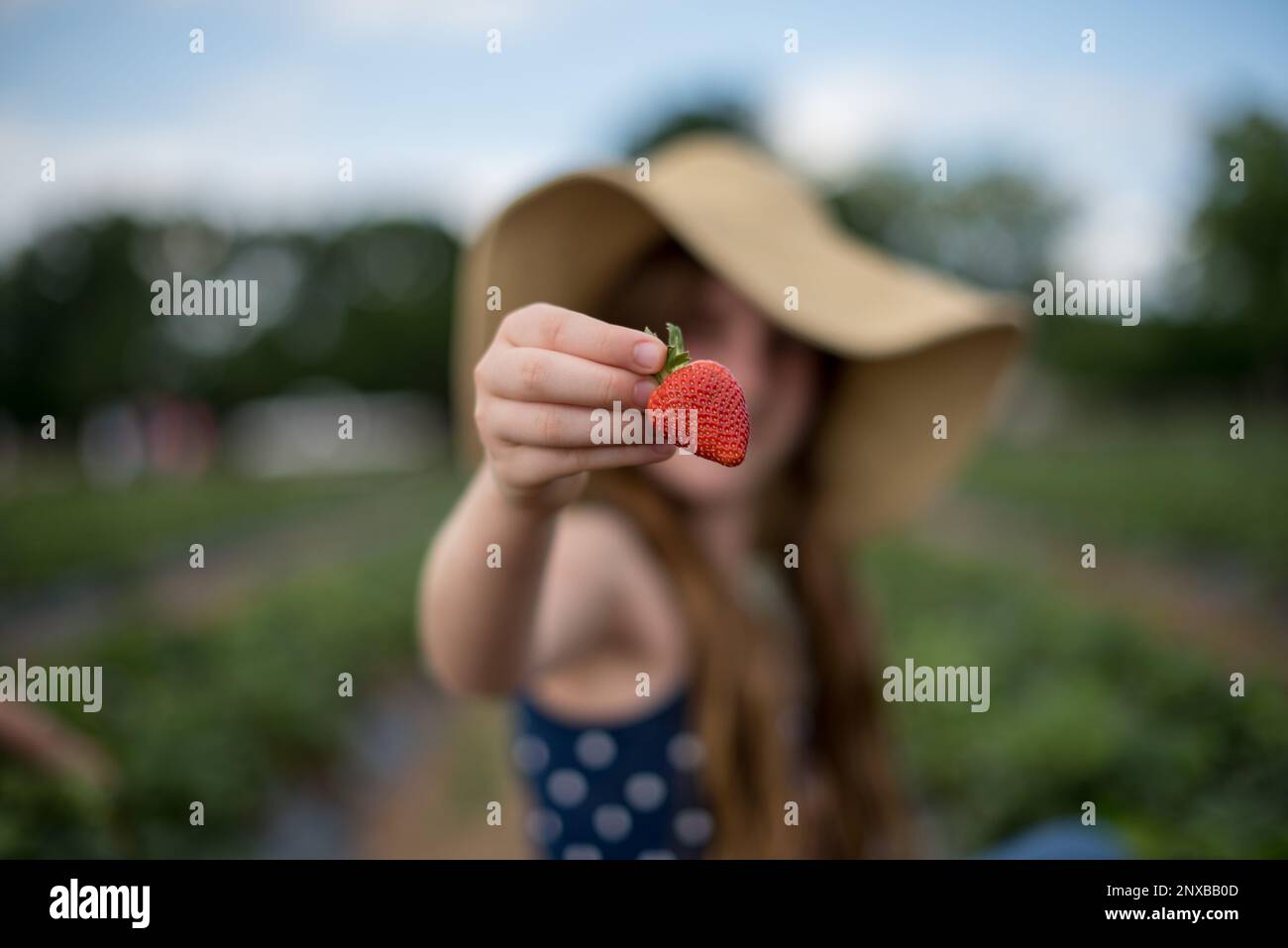 Primo piano di una ragazza in piedi in un campo che detiene una fragola appena raccolta, Austin, Travis County, Texas, USA Foto Stock