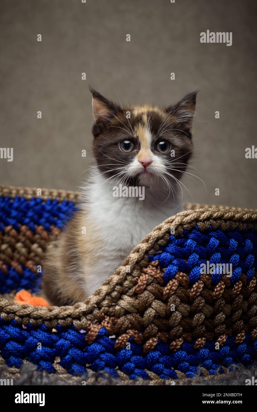 Primo piano di un soffice gattino da tavola seduto in un cestino Foto Stock