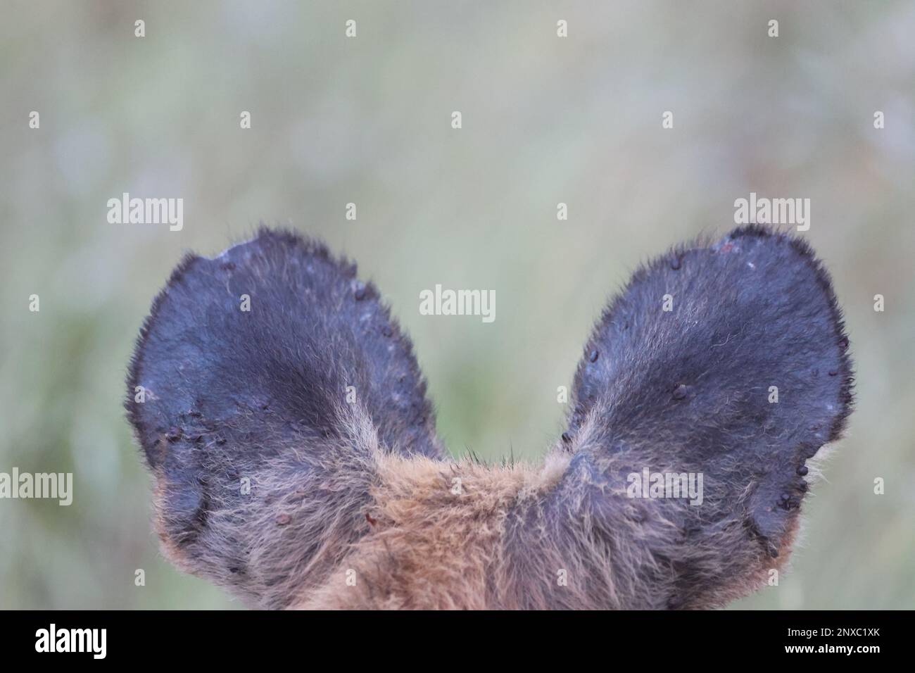 orecchie di cane selvaggio Foto Stock