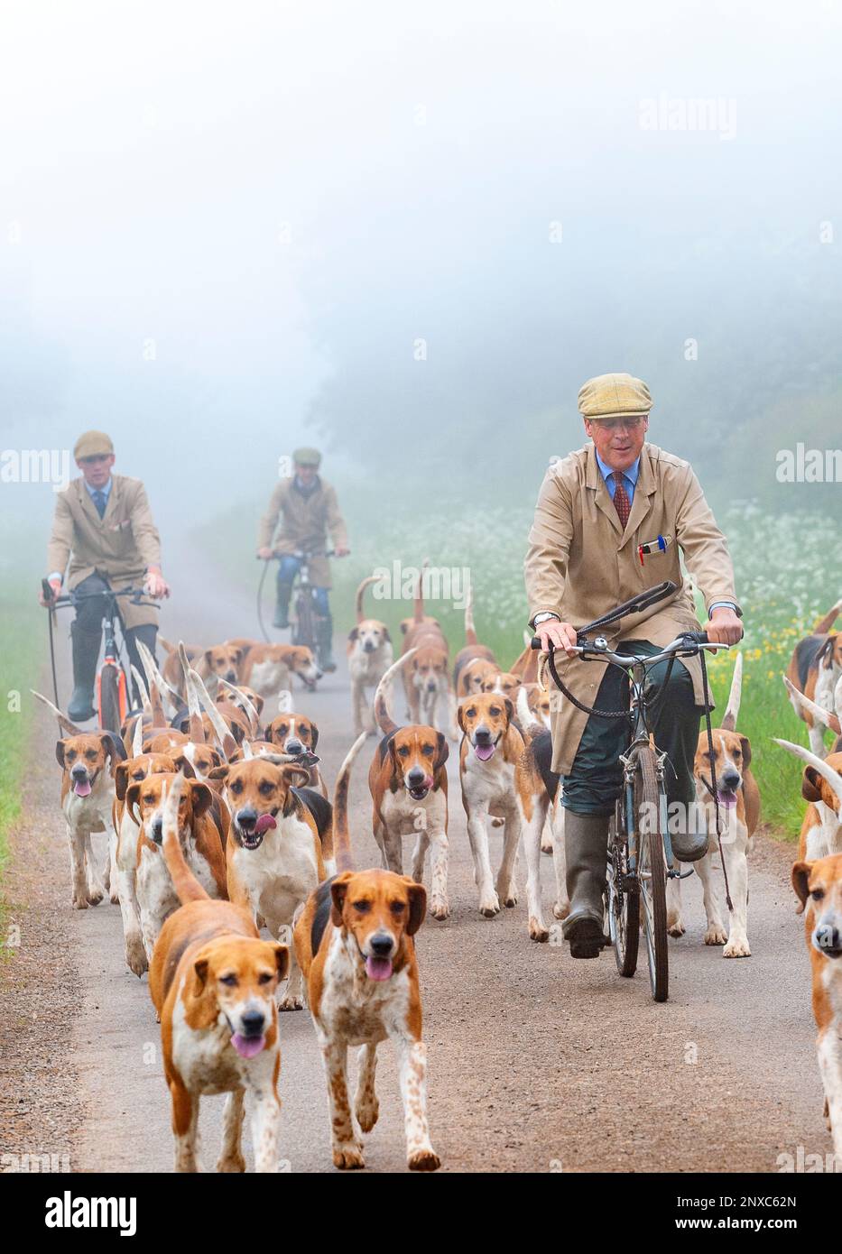 Il Belvoir Hunt out per l'esercizio del cane del mattino presto in una mattina nebbia con il personale di caccia in bicicletta Foto Stock