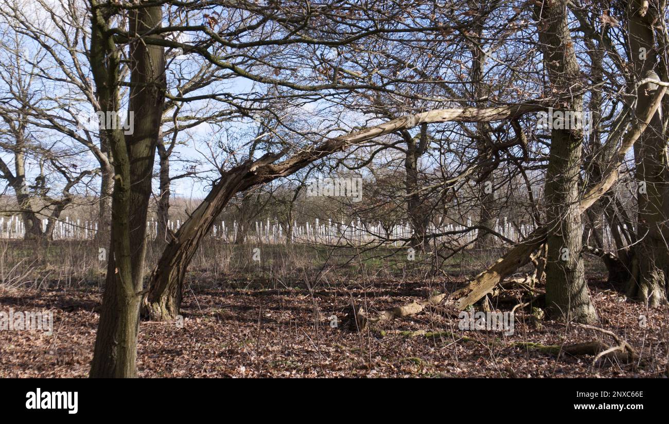 Guardie dell'albero che proteggono i seghetti, visti in lontananza da una zona boscosa a Redgrave e Lopham Fen, Suffolk, Inghilterra, Regno Unito Foto Stock