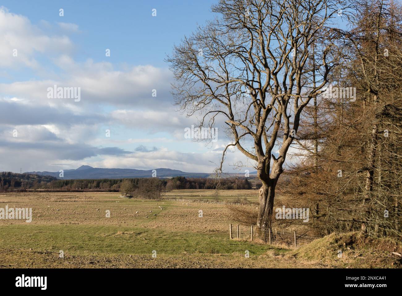 Ammira gli alberi e i campi fino a ben Lomond e Conic Hill, visti dalla John Muir Way e dal percorso condiviso West Highland Way vicino a Dumgoyach. Foto Stock