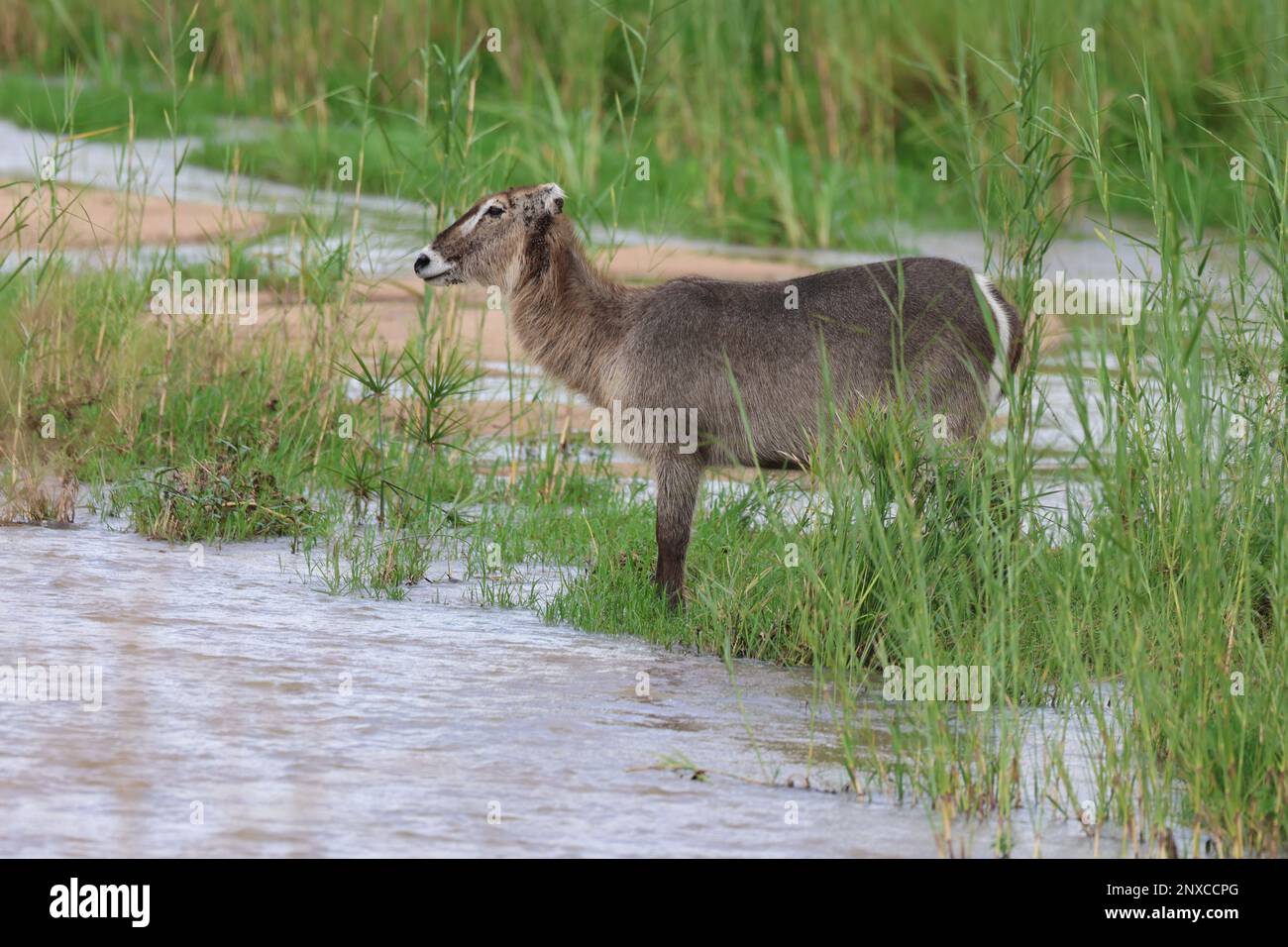 Waterbuck Foto Stock
